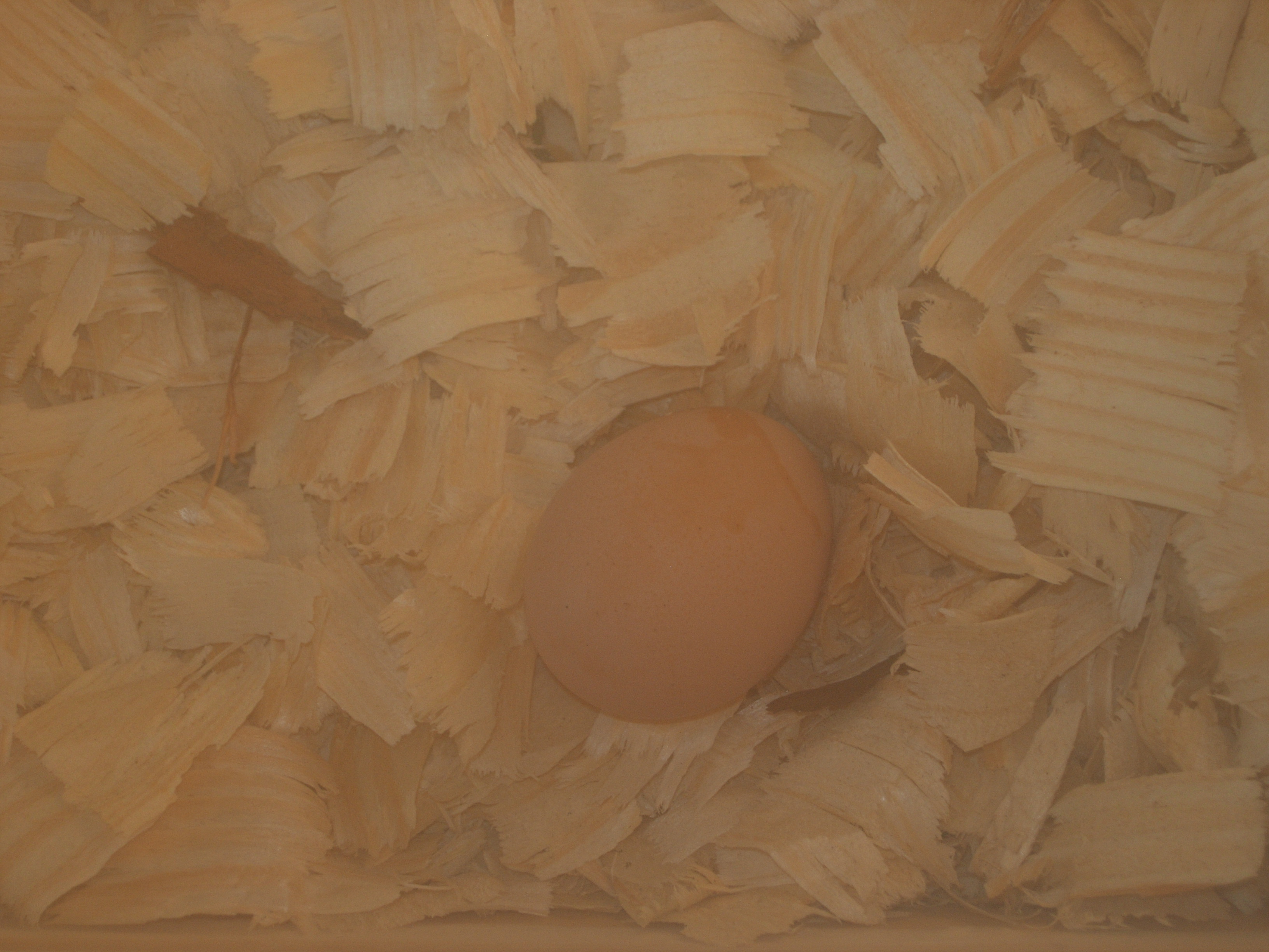 First Egg!!