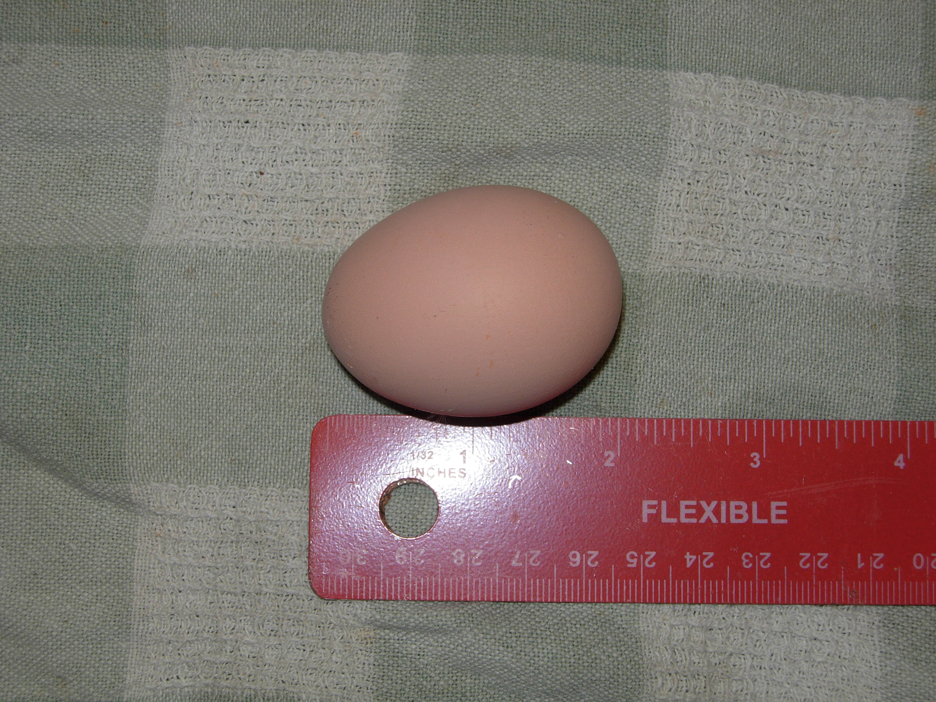 First Egg!!