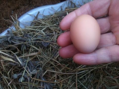 *
First egg