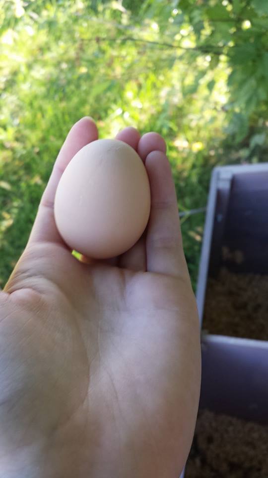 First egg!