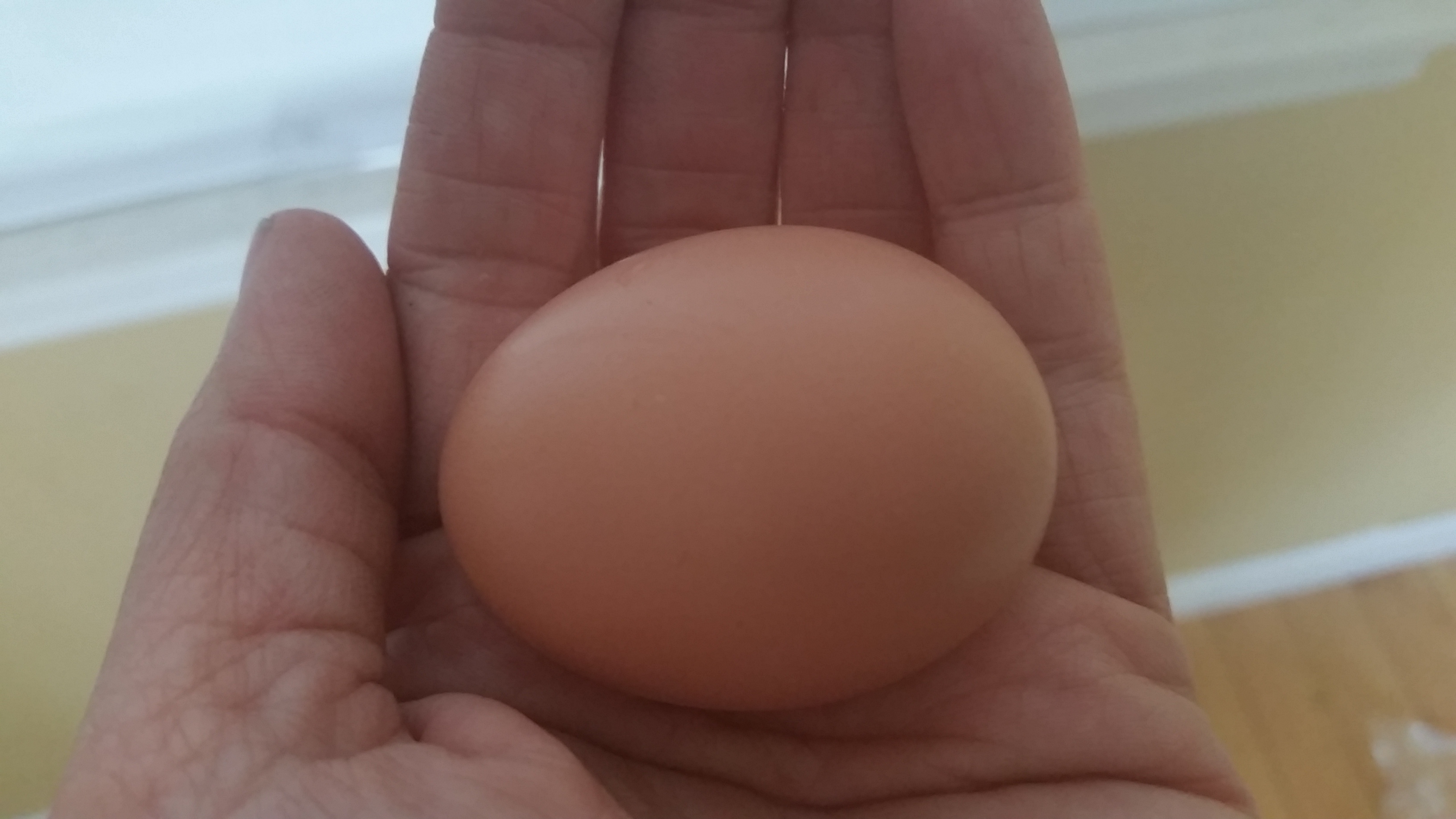 First Egg!