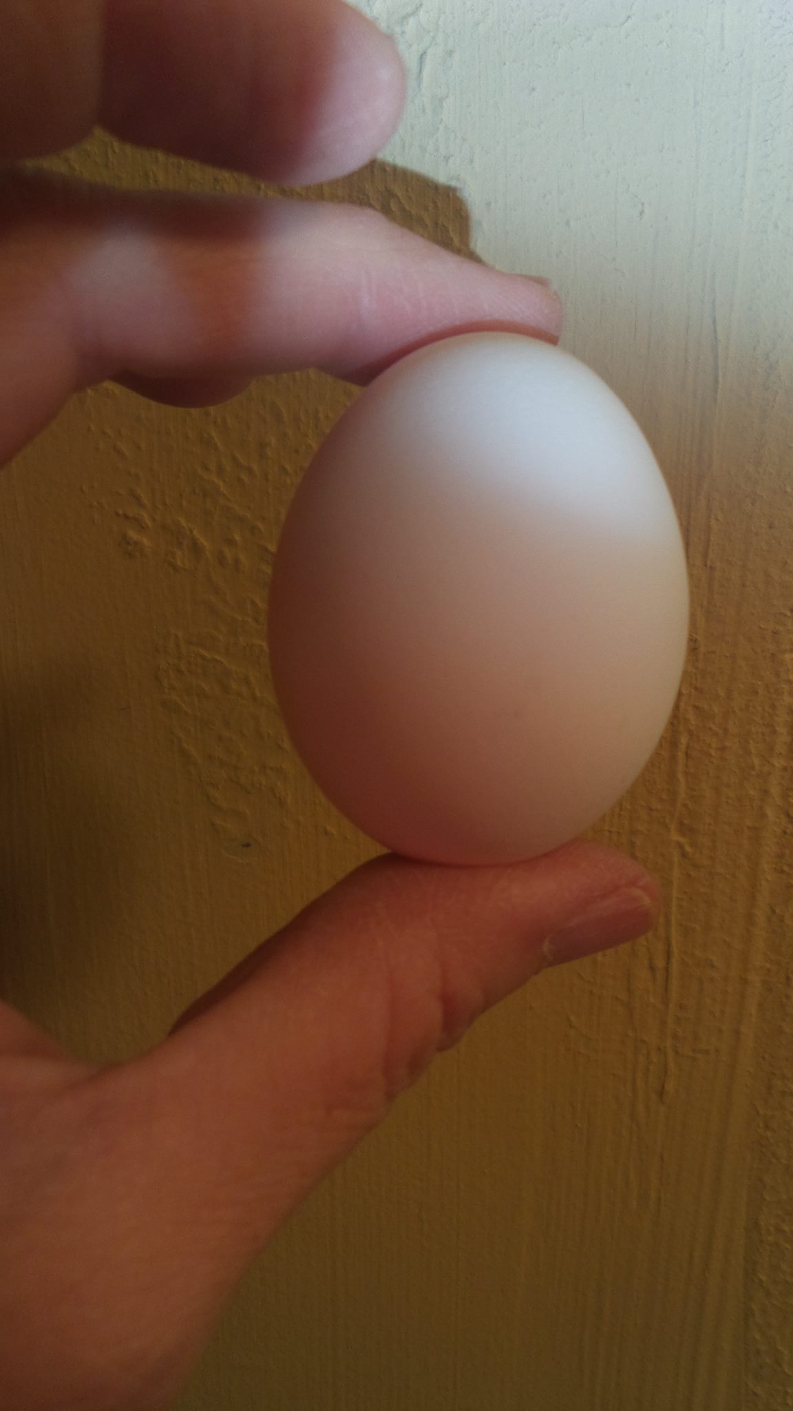 First egg!!