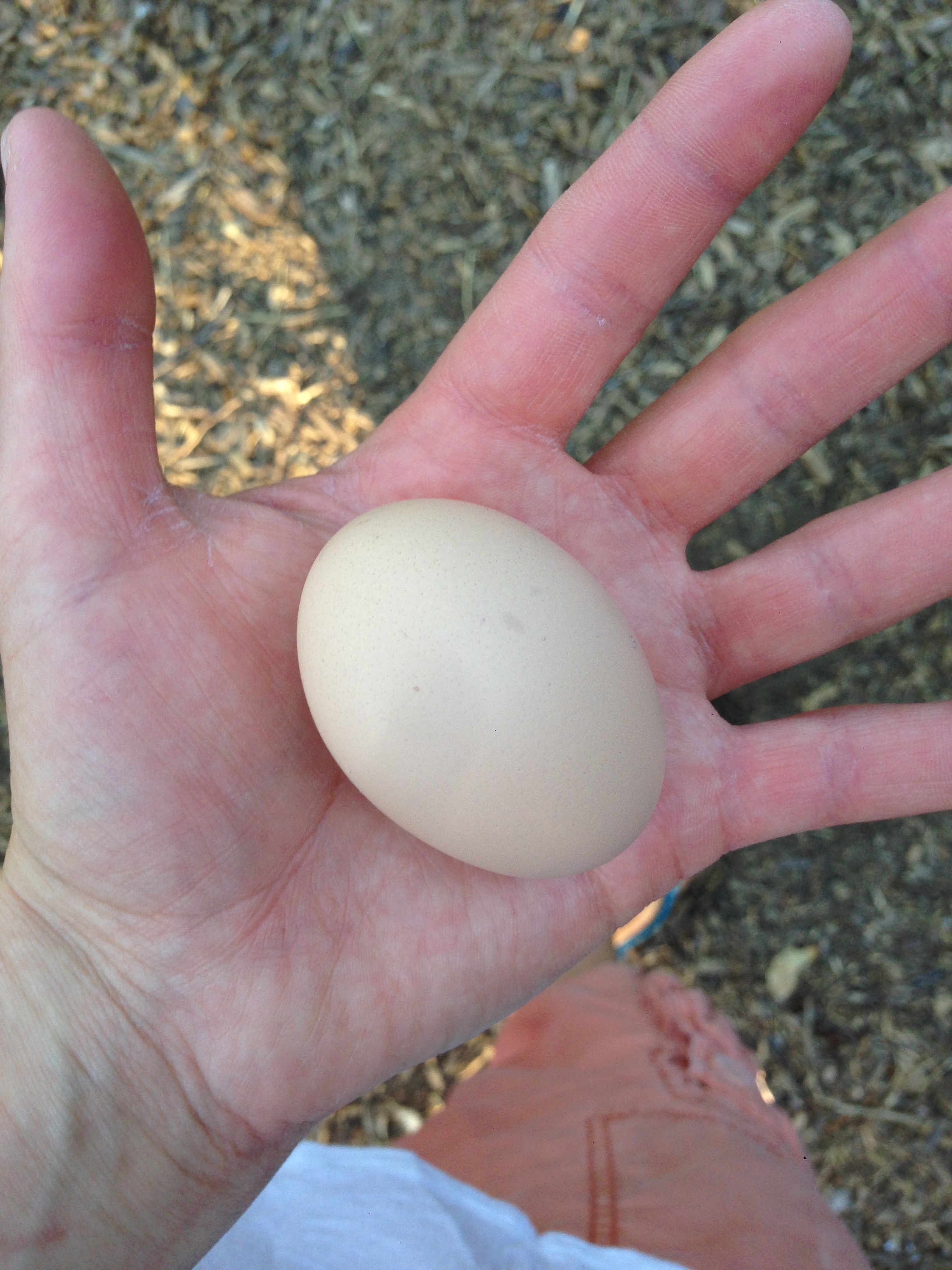 First Egg!