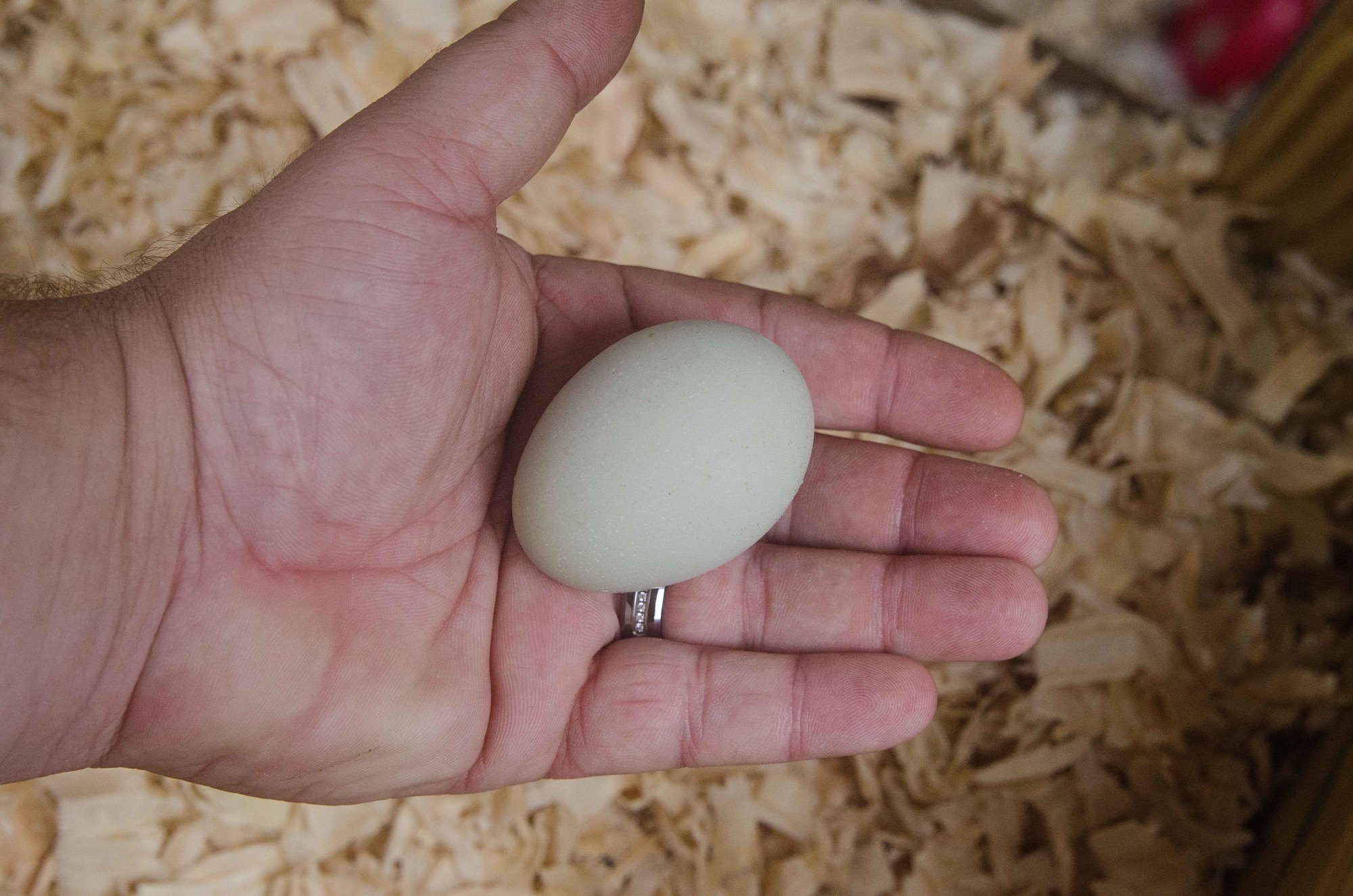 First egg