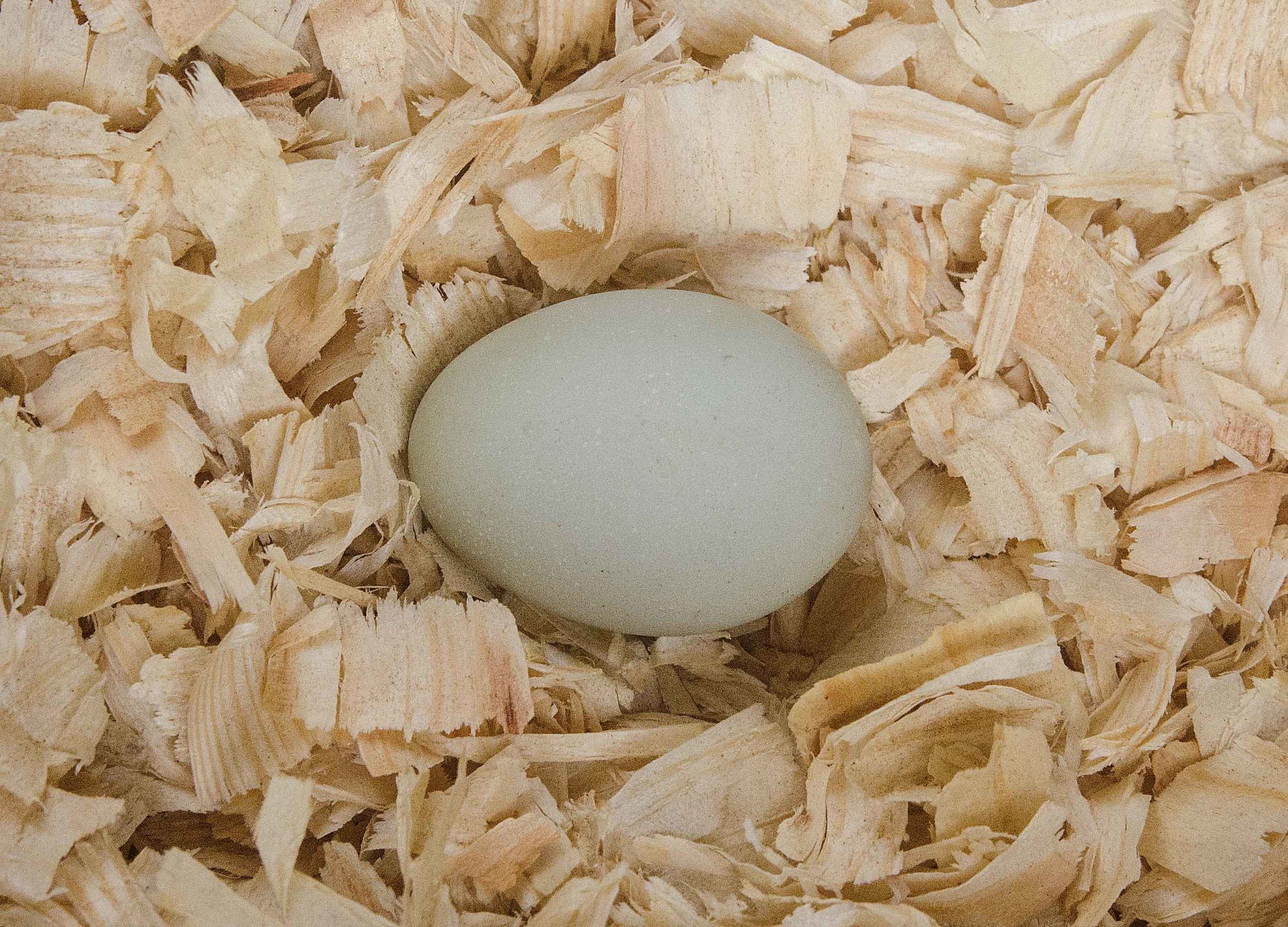 First egg