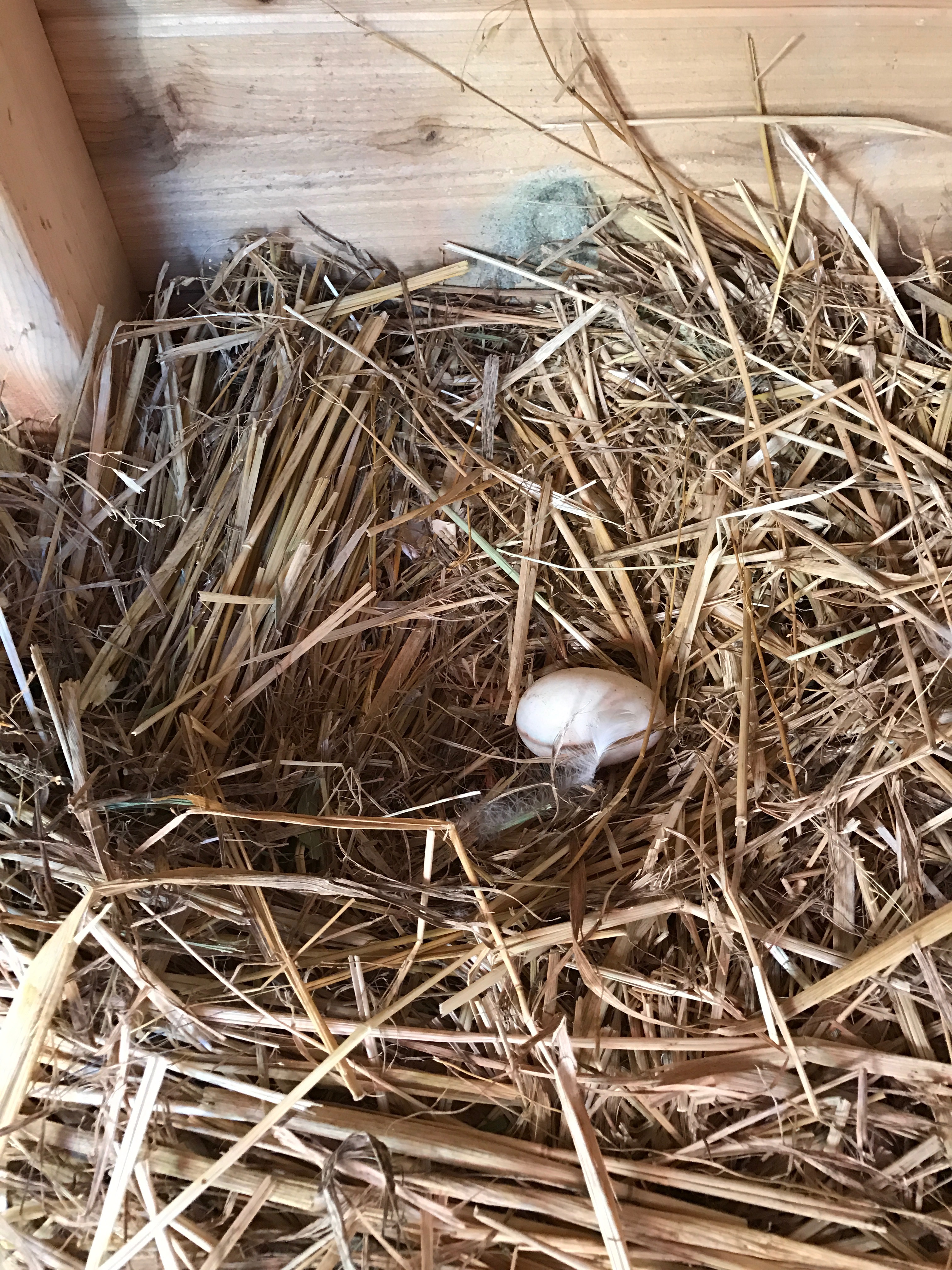 First egg!