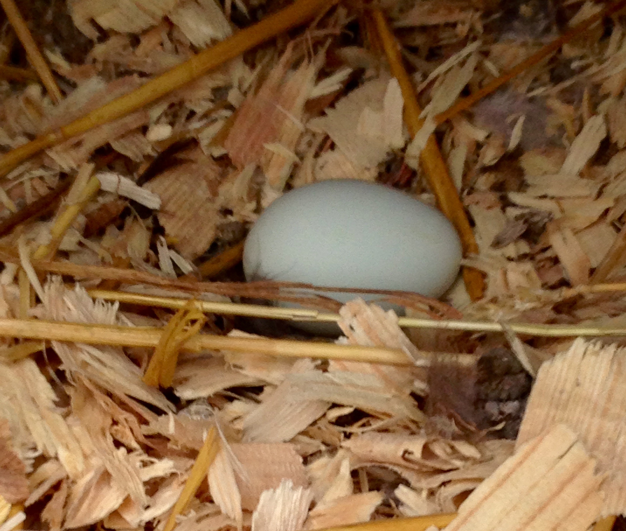 First egg