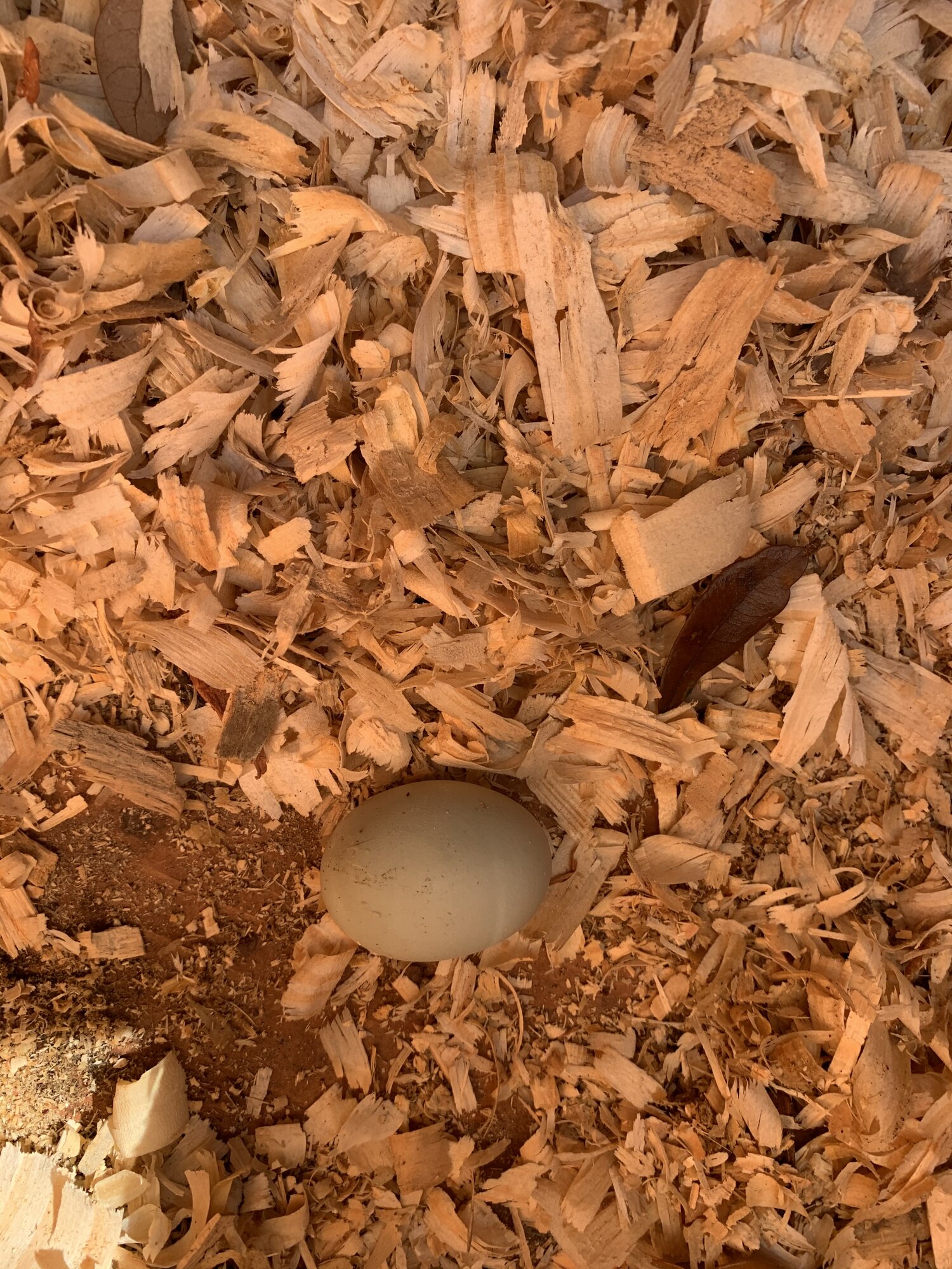 First egg!
