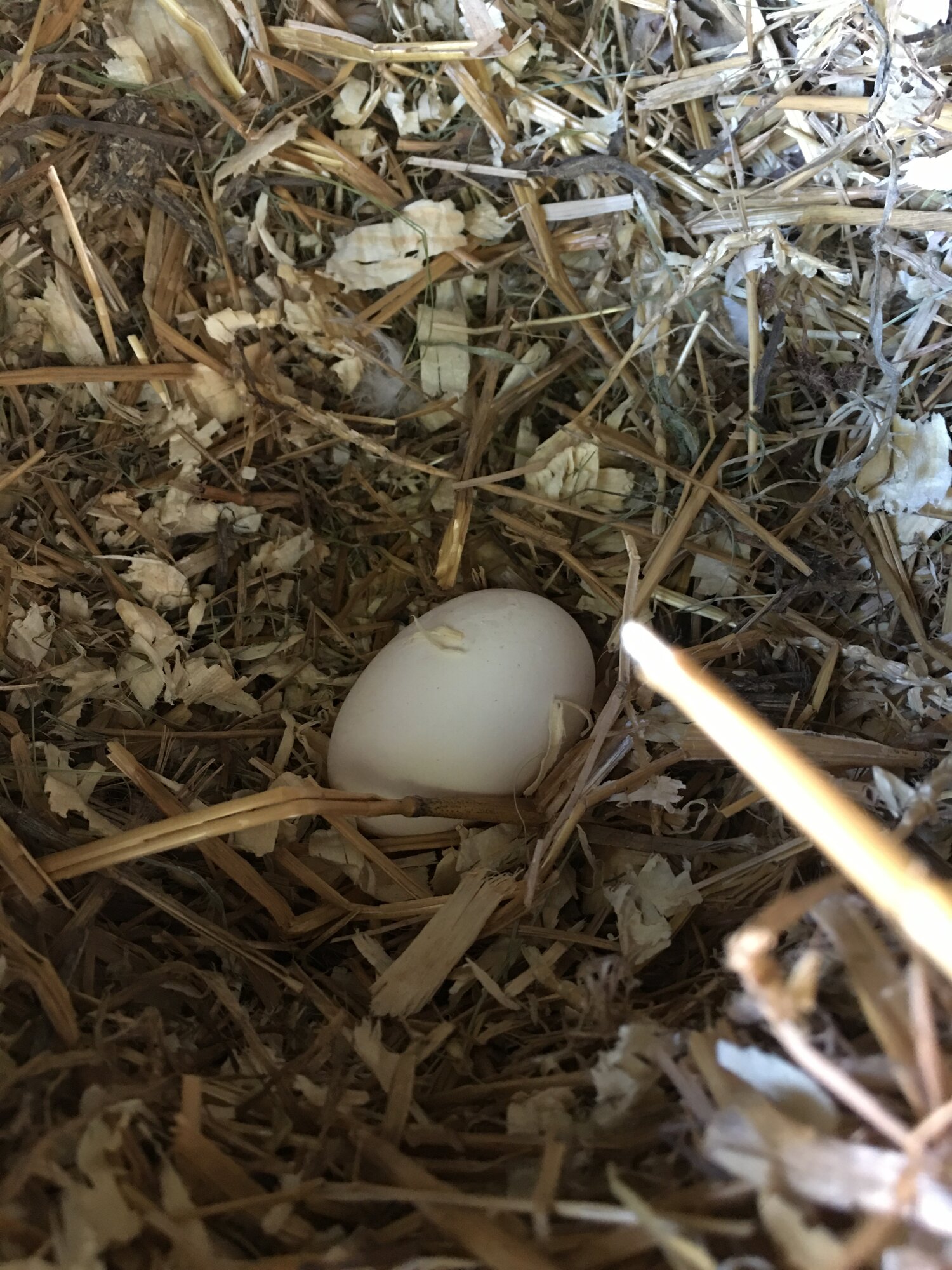 First egg