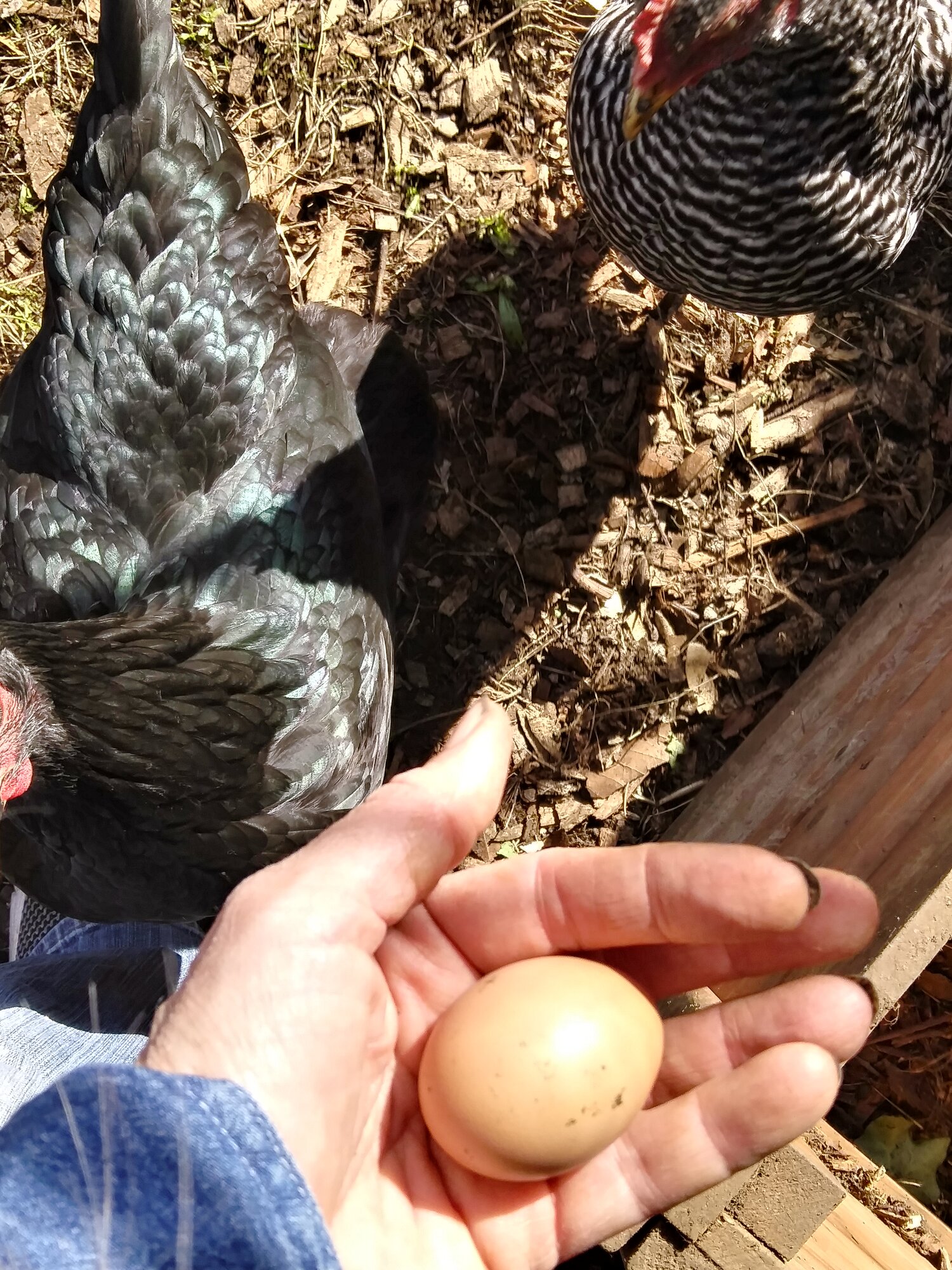 First Egg!