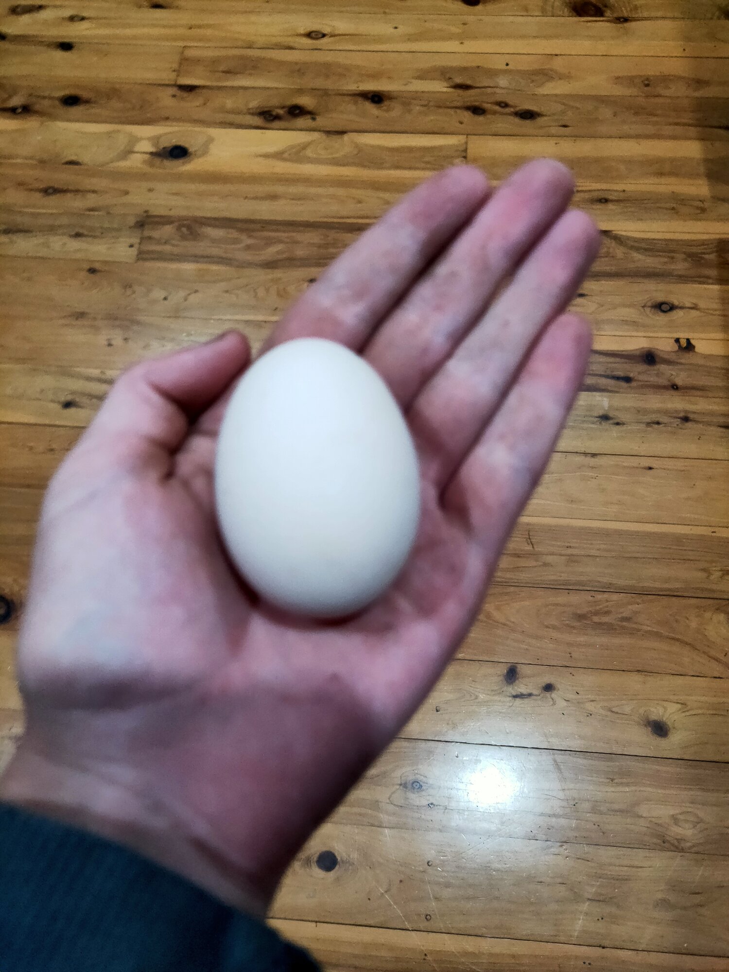 First egg