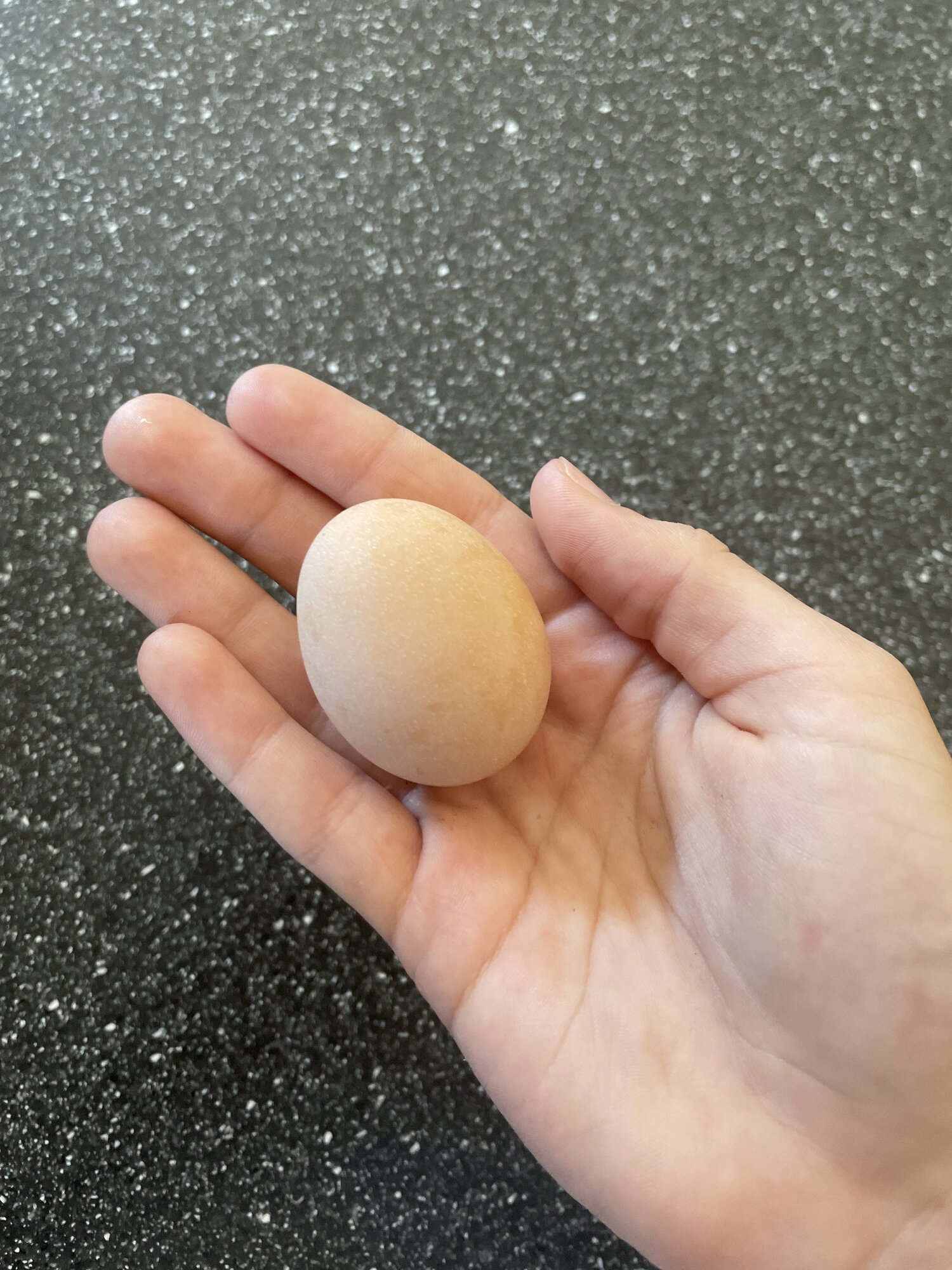 First Egg!