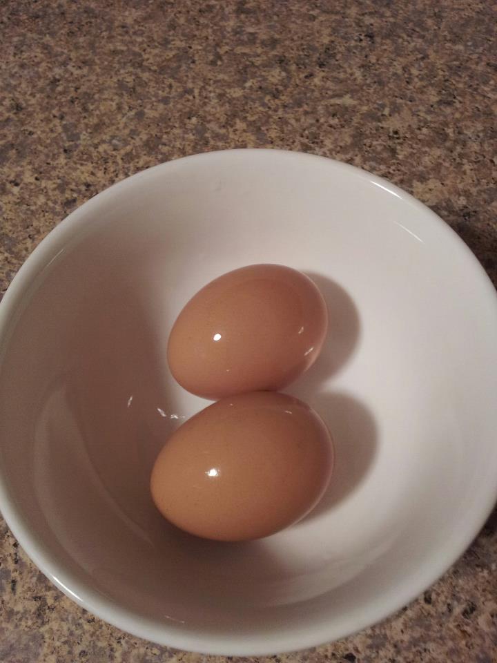 First Eggs 11/2012