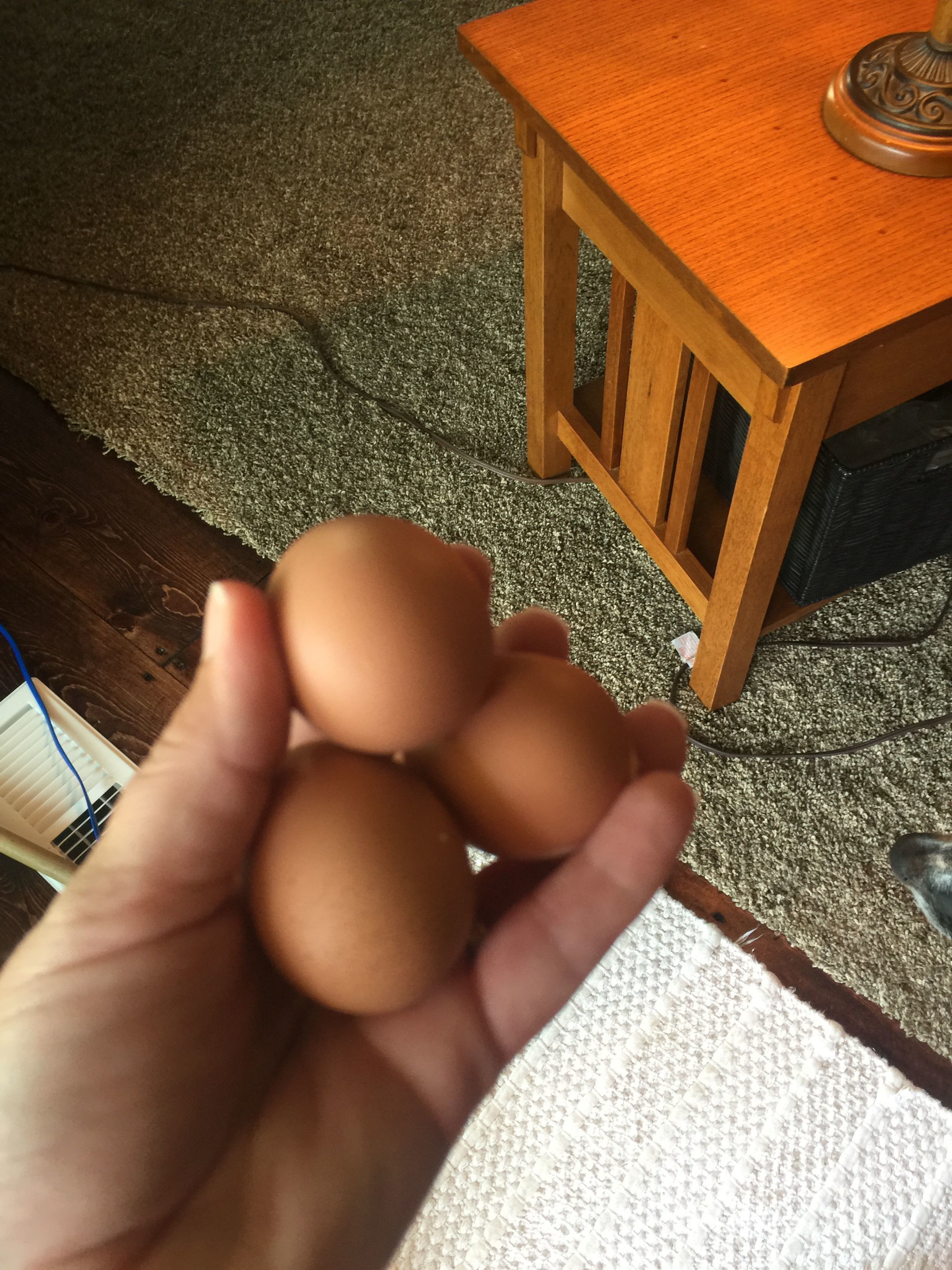 First eggs 7-19-2016