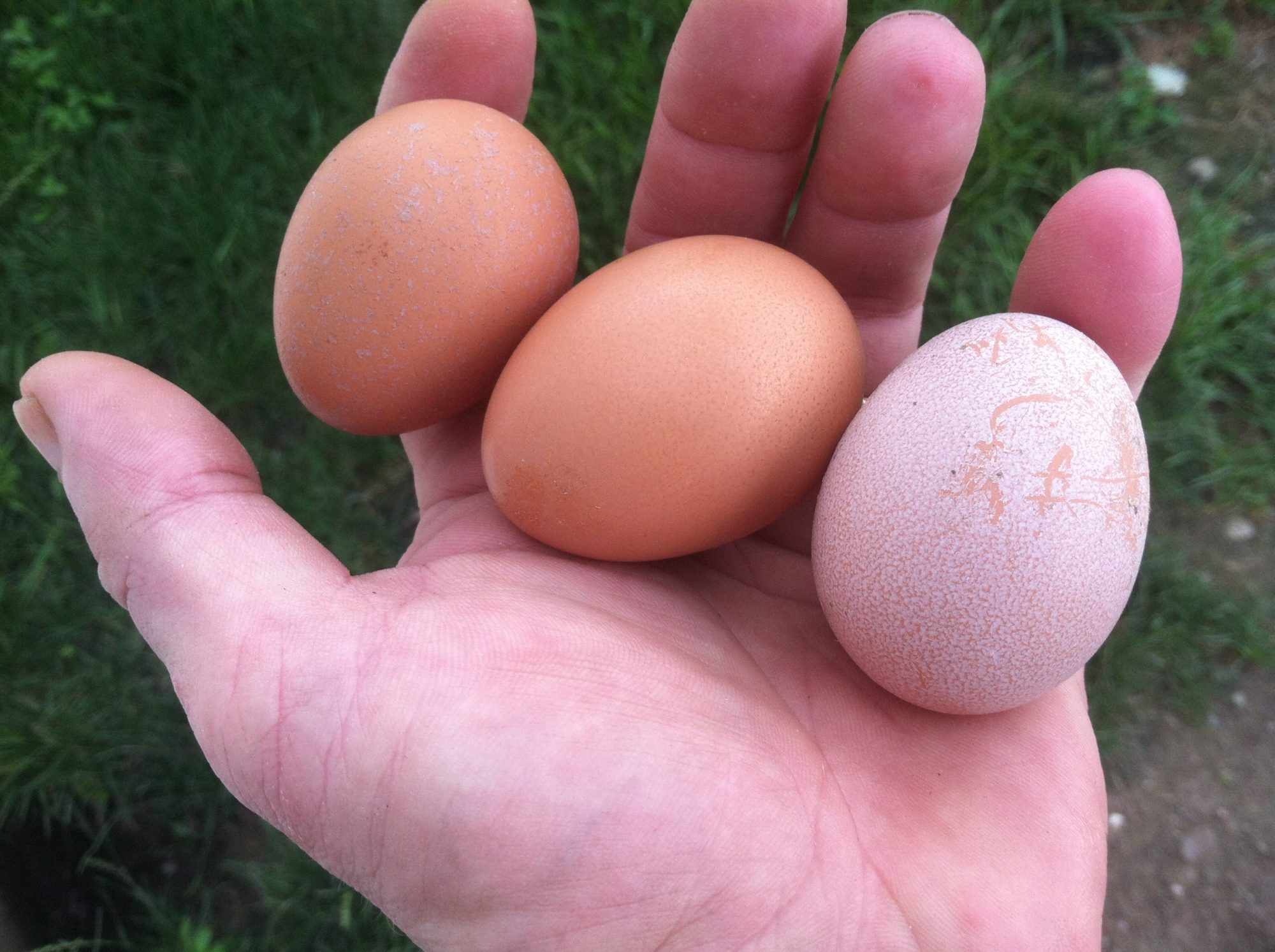 First eggs from our chickens laid on 7/18/2013