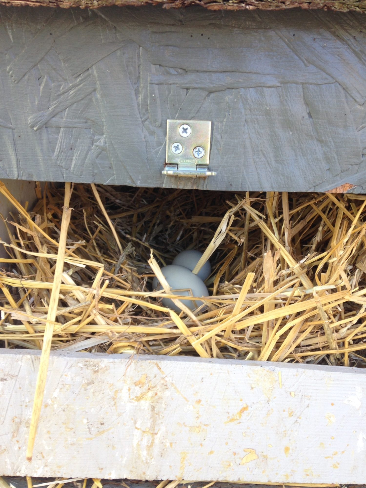 First eggs laid in the new coop the day after the move.
