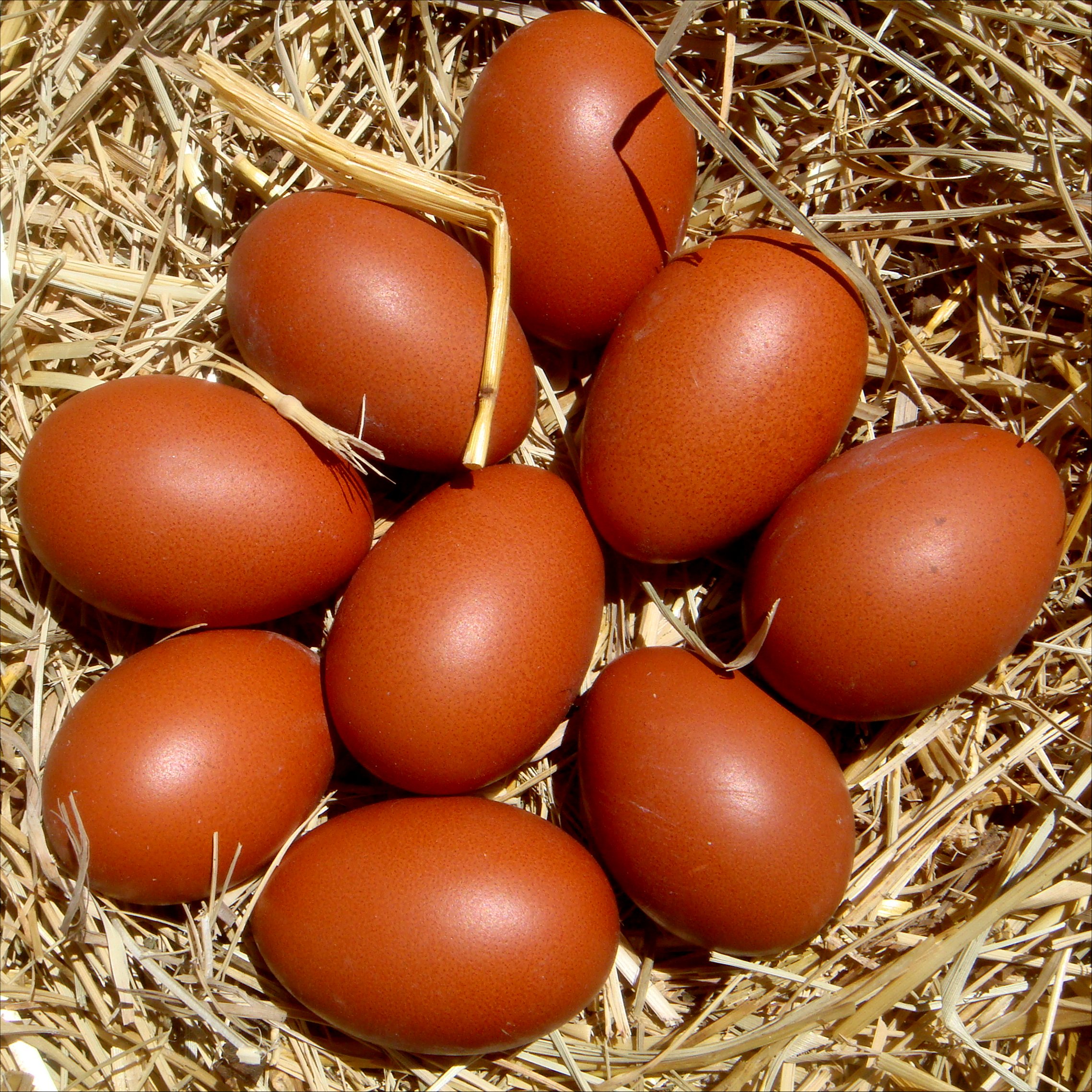 First eggs out of my oldest pullets from this year's hatch (2013). We'll see what the rest of the girls produce. So far so good!