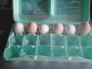 first eggs to go into the incubator