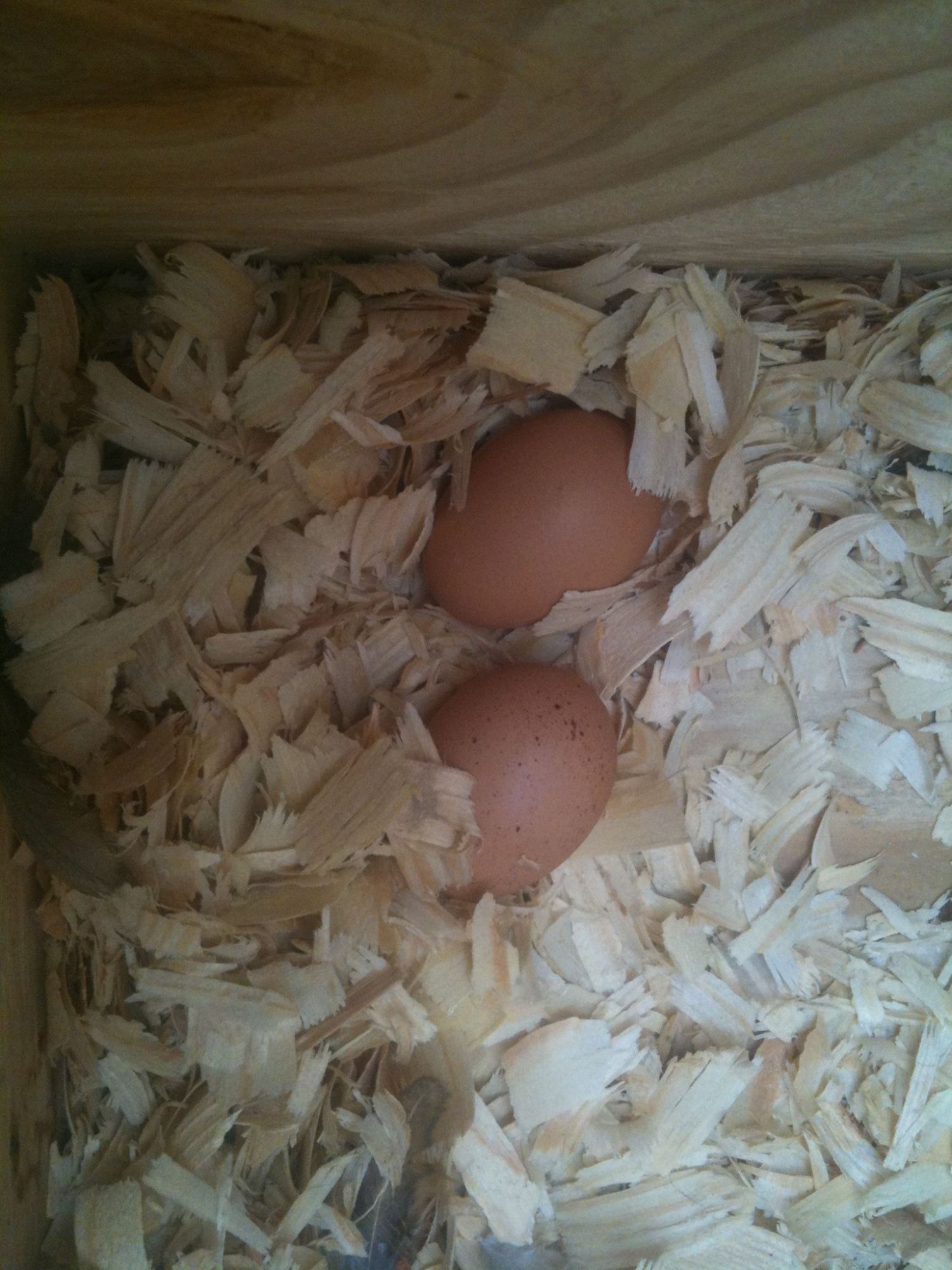First eggs