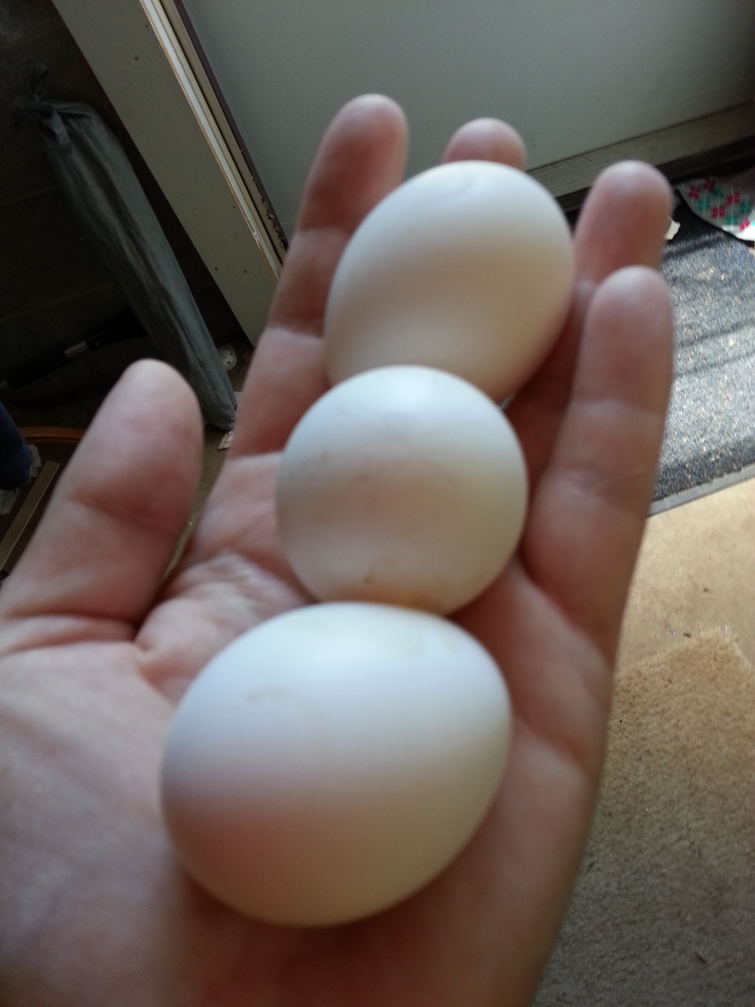 First eggs!