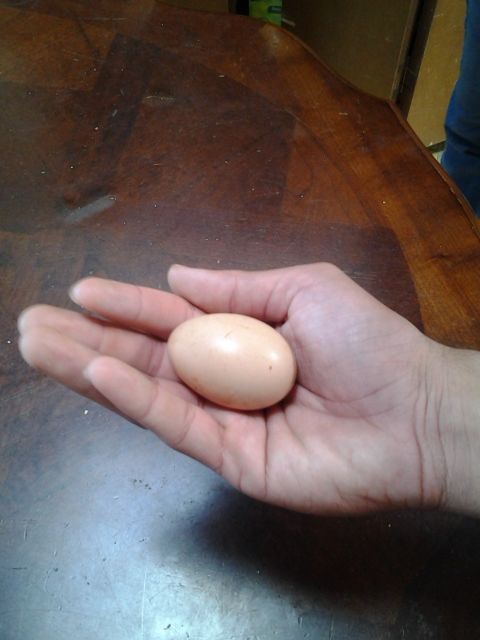 First ever egg laid on January 1st, 2015 by my Buff Orpington named Fluffy