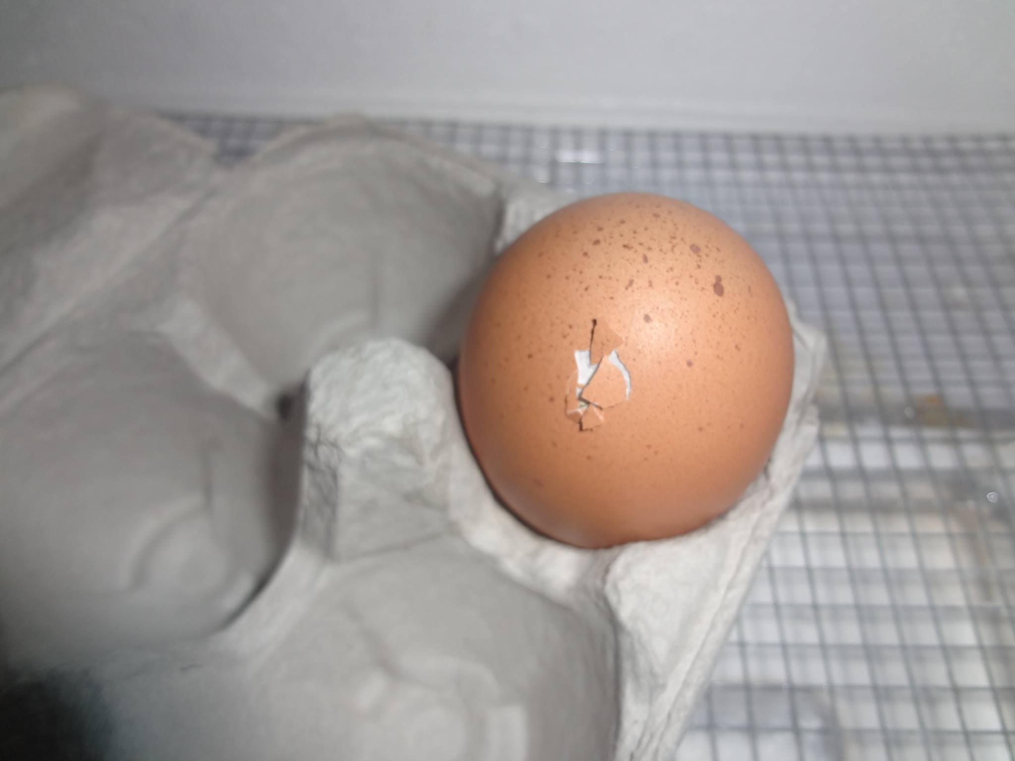 First ever pipped egg!