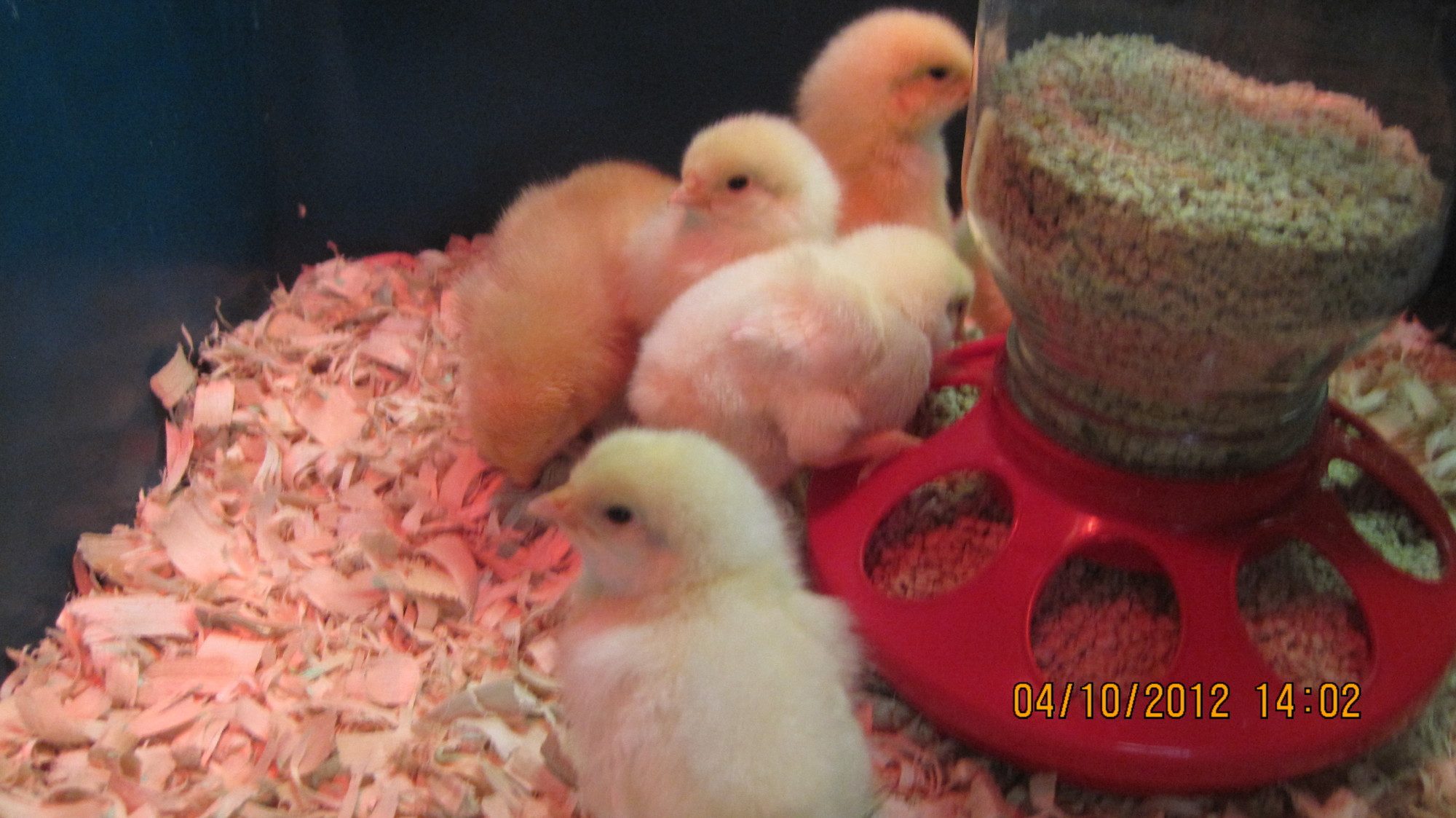 First feed
