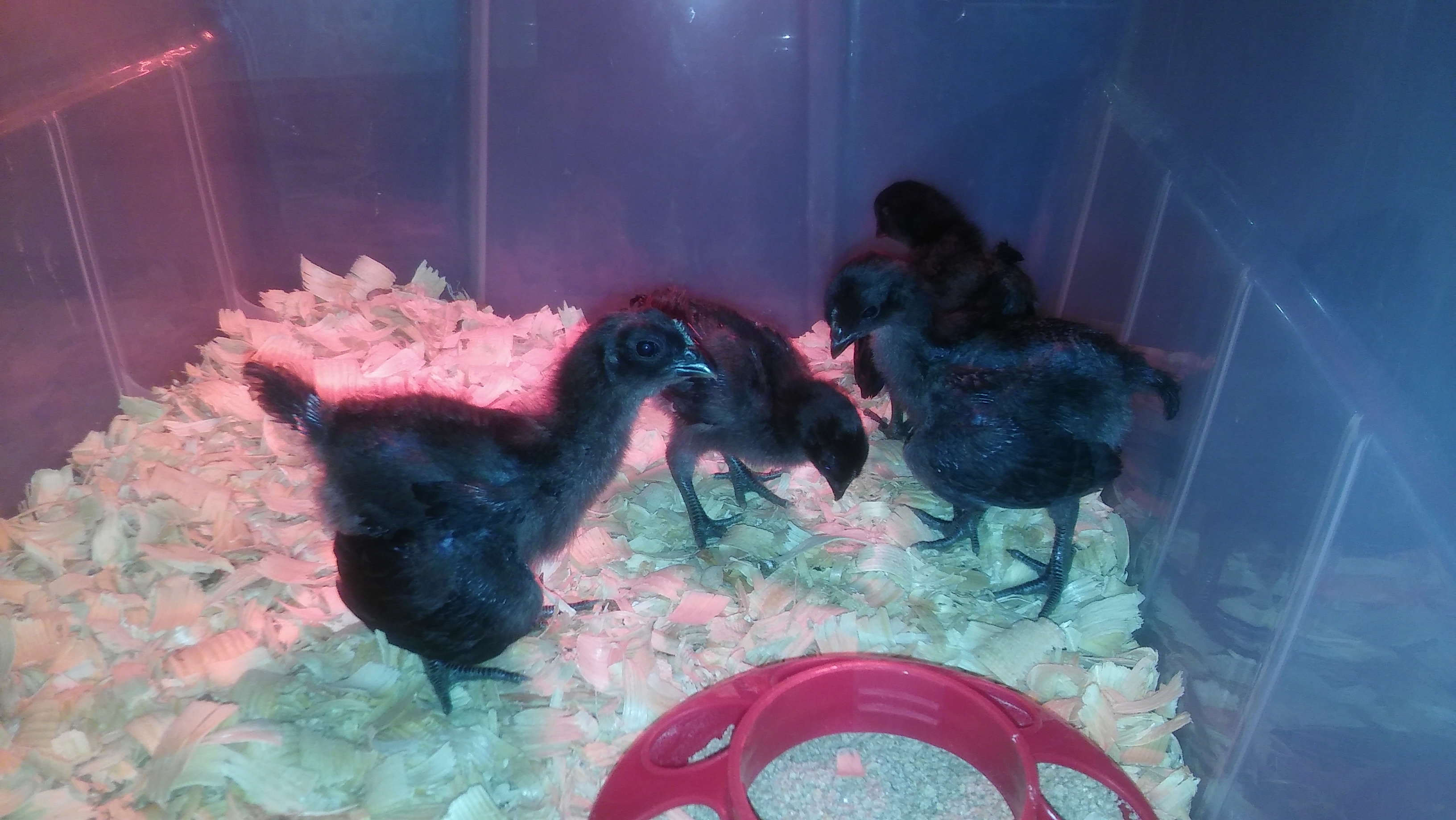 first few weeks--.....getting their feathers....