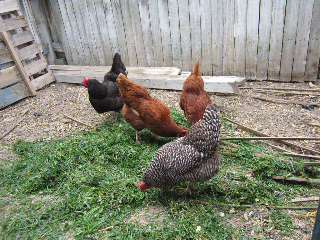 first flock hens