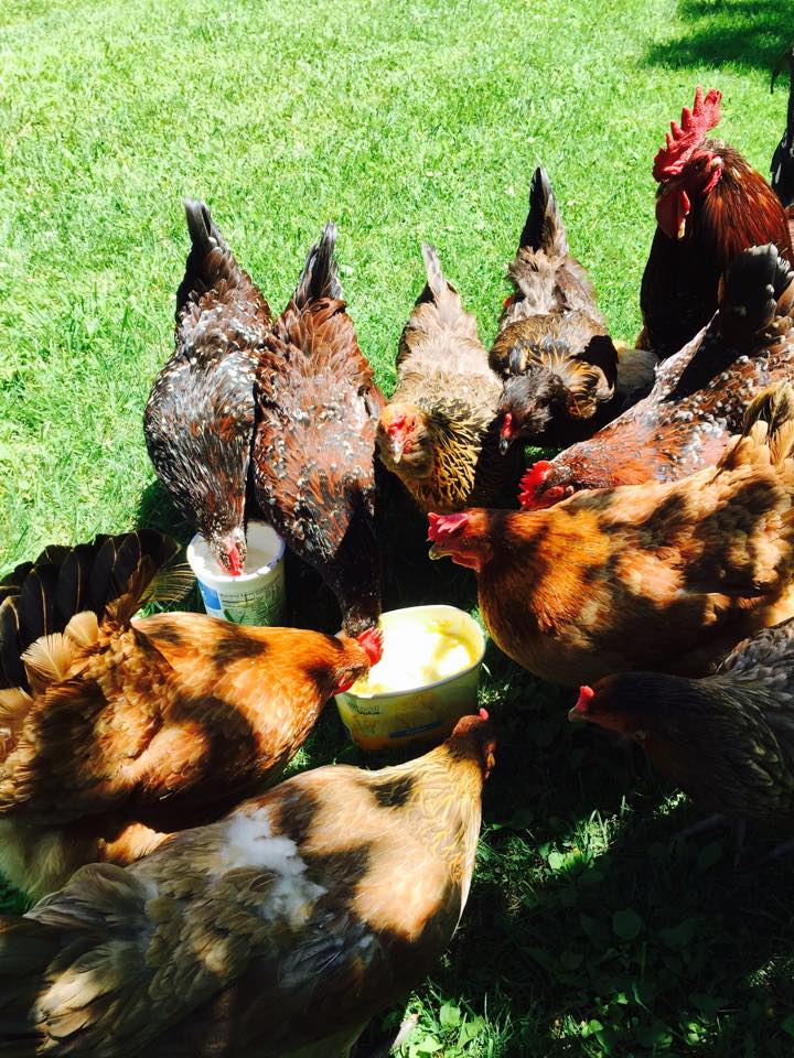 First Flock Was Really Into Yogurt Treats