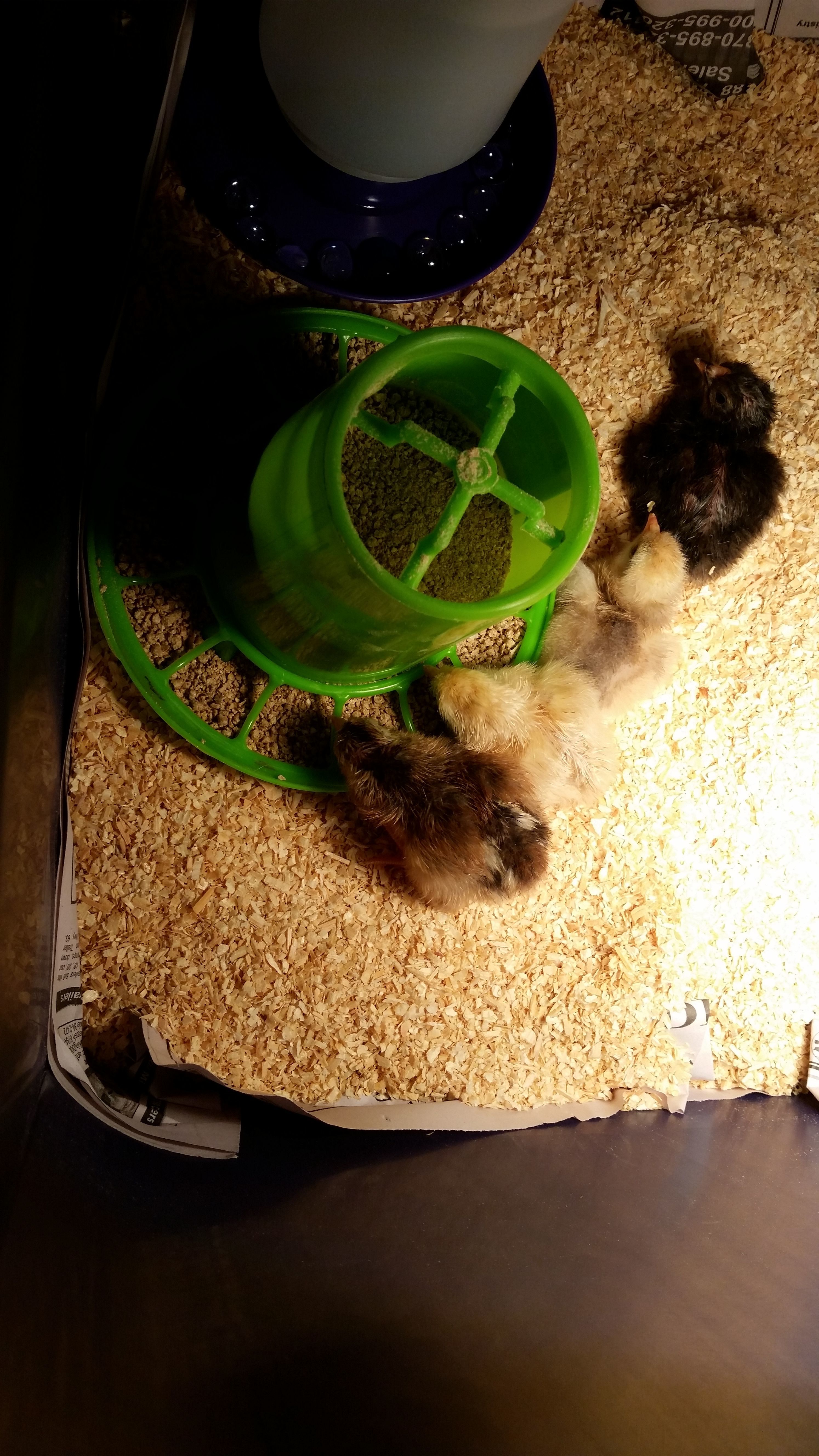 First four. In the brooder the morning after hatching.