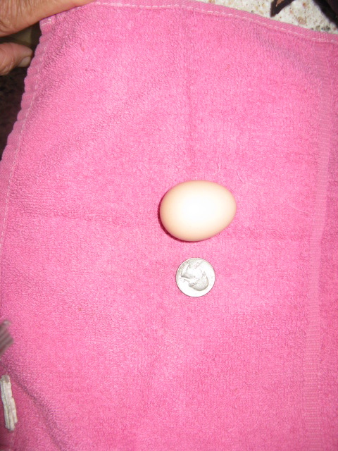 first Freedom  Ranger egg   so small such a large bird