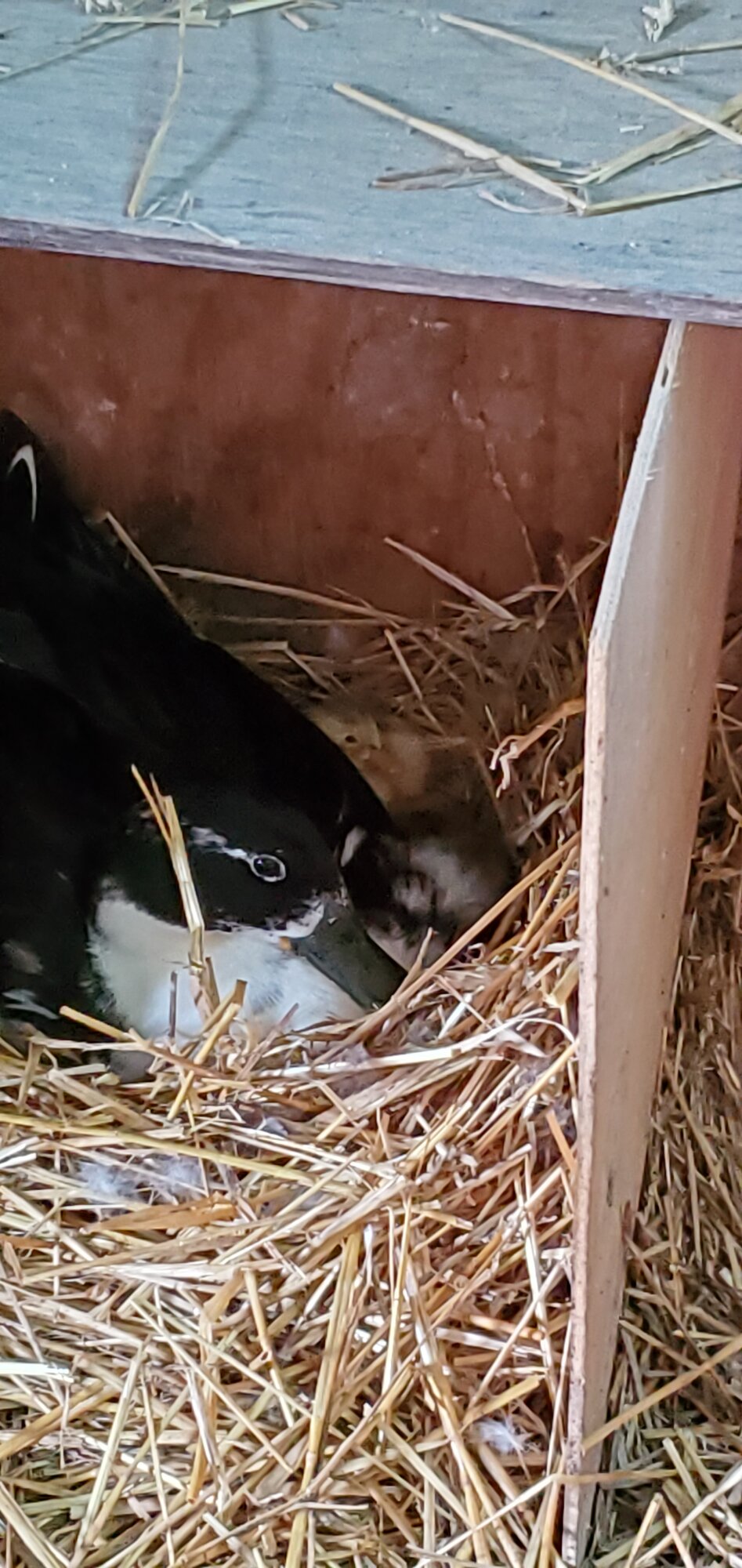 First glimpse of two little ducklings