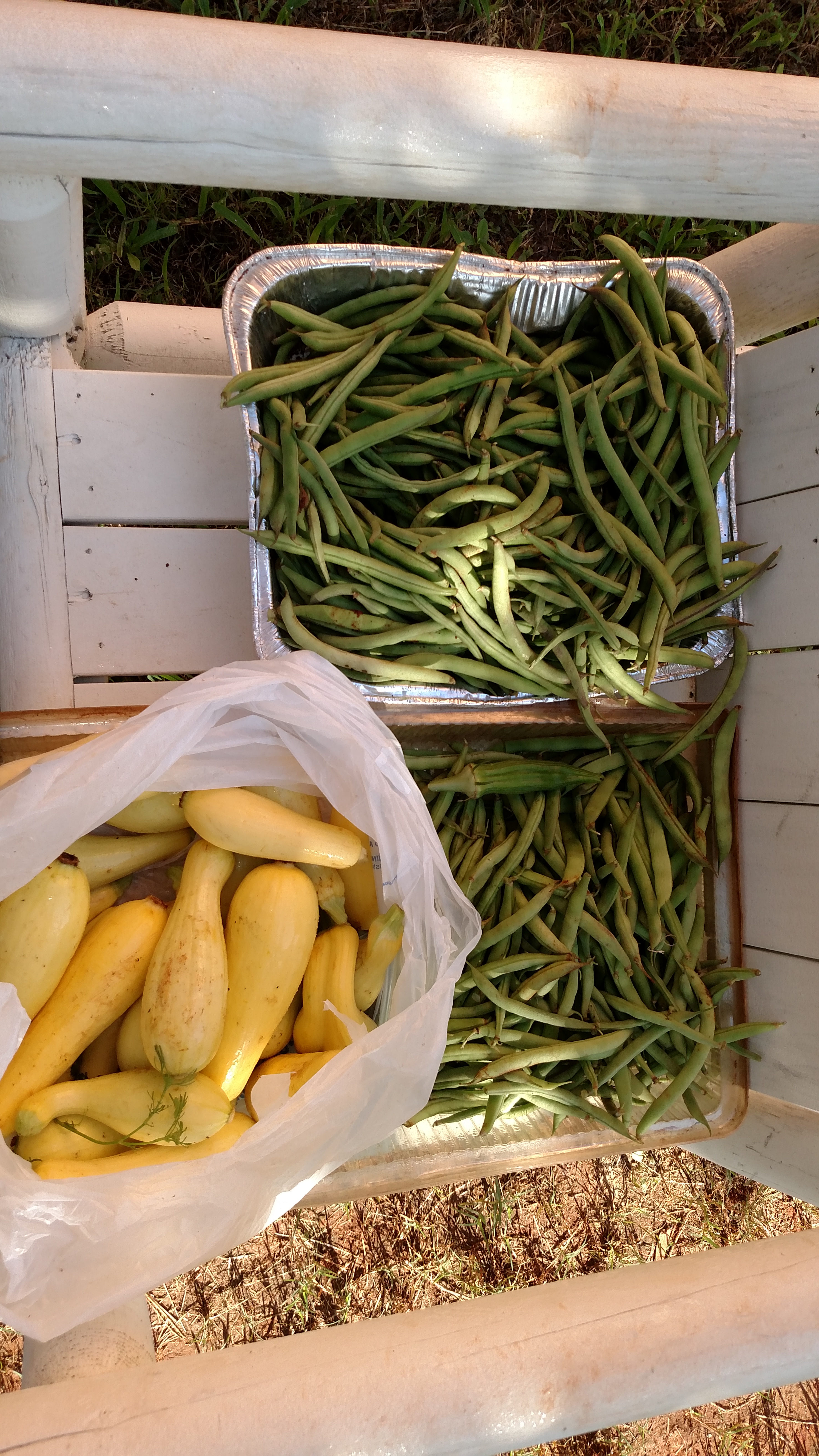 First green bean pick.