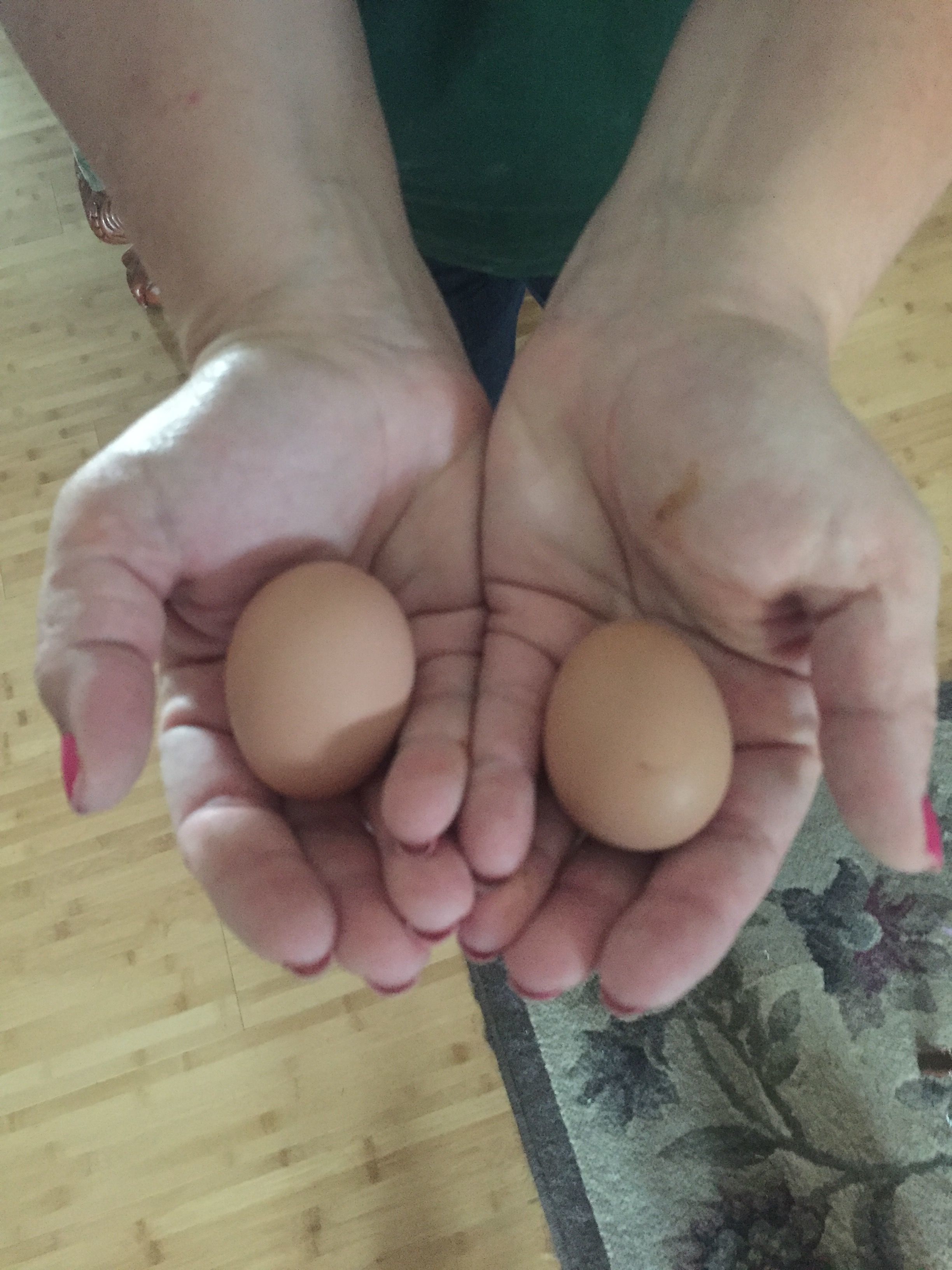 First hard eggs!