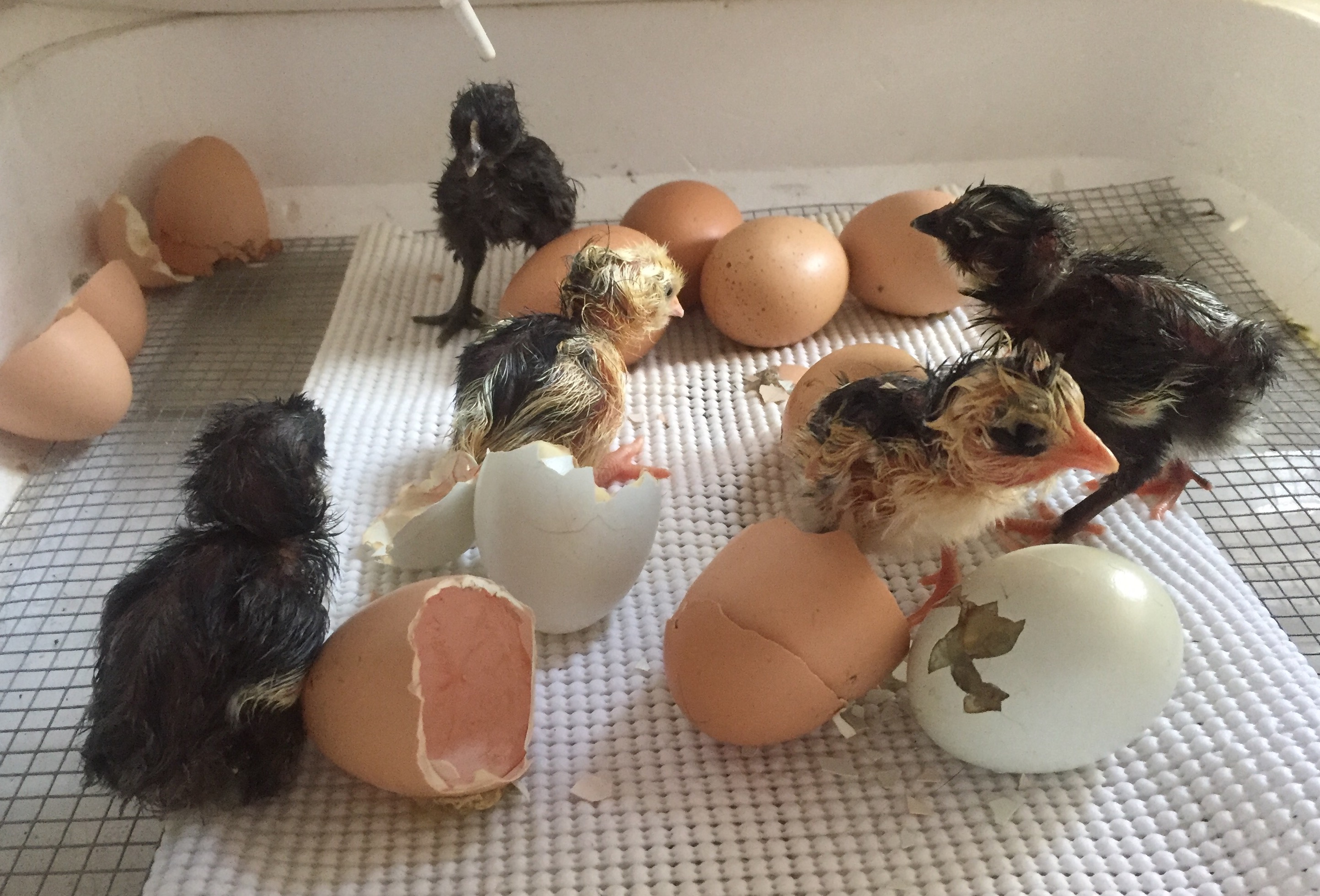 First hatch by incubator