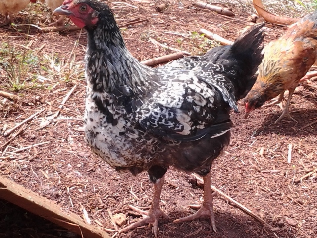 First hatch (February 12, 2015).
Ameraucana (EE?) x Barred Rock hybrid named Chaga.
Sire is Ameraucana, Dam is Barred Rock