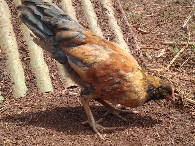 First Hatch (February 12, 2015).
Ameraucana (EE?) x Jungle Fowl hybrid chick named Shiitake.
Sire is Ameraucana, Dam is Jungle Fowl