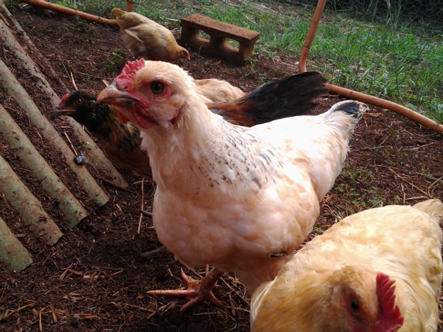 First hatch (February 12, 2015).
Buff Orpington x Light Brahma hybrid named Milk.
Sire is Buff Orpington, Dam is Light Brahma
Has minimal boots and black markings unlike pure Brahmas