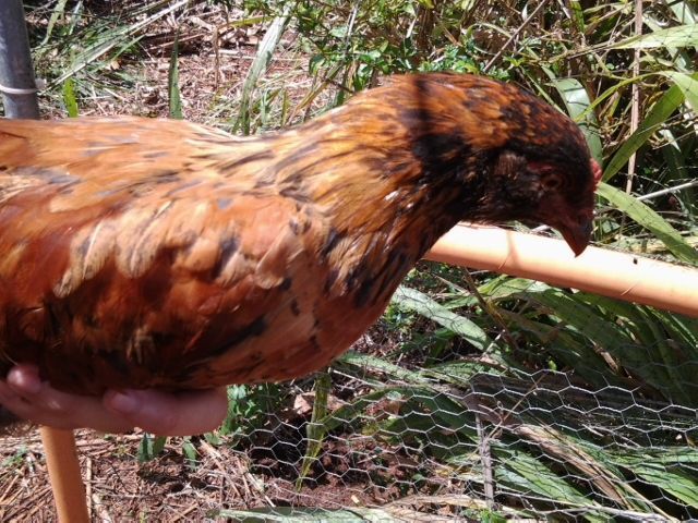 First hatch (February 12, 2015).
Jungle Fowl x Ameraucana (EE?) hybrid pullet named Shiitake.
Has fluffy cheeks like Ameraucana.
Sire is Ameraucana, Dam is Jungle Fowl