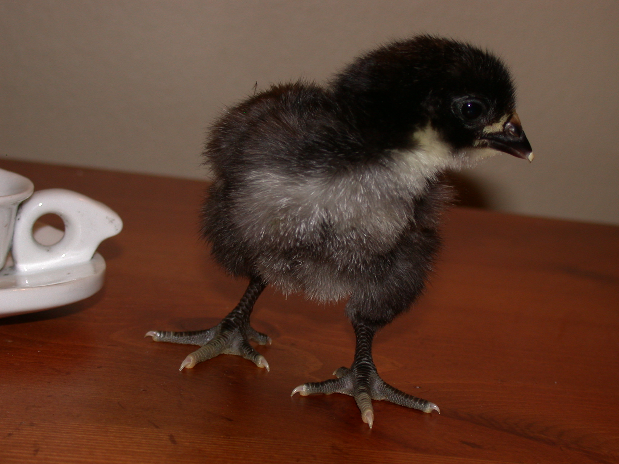 First Hatch in May, Male Orp