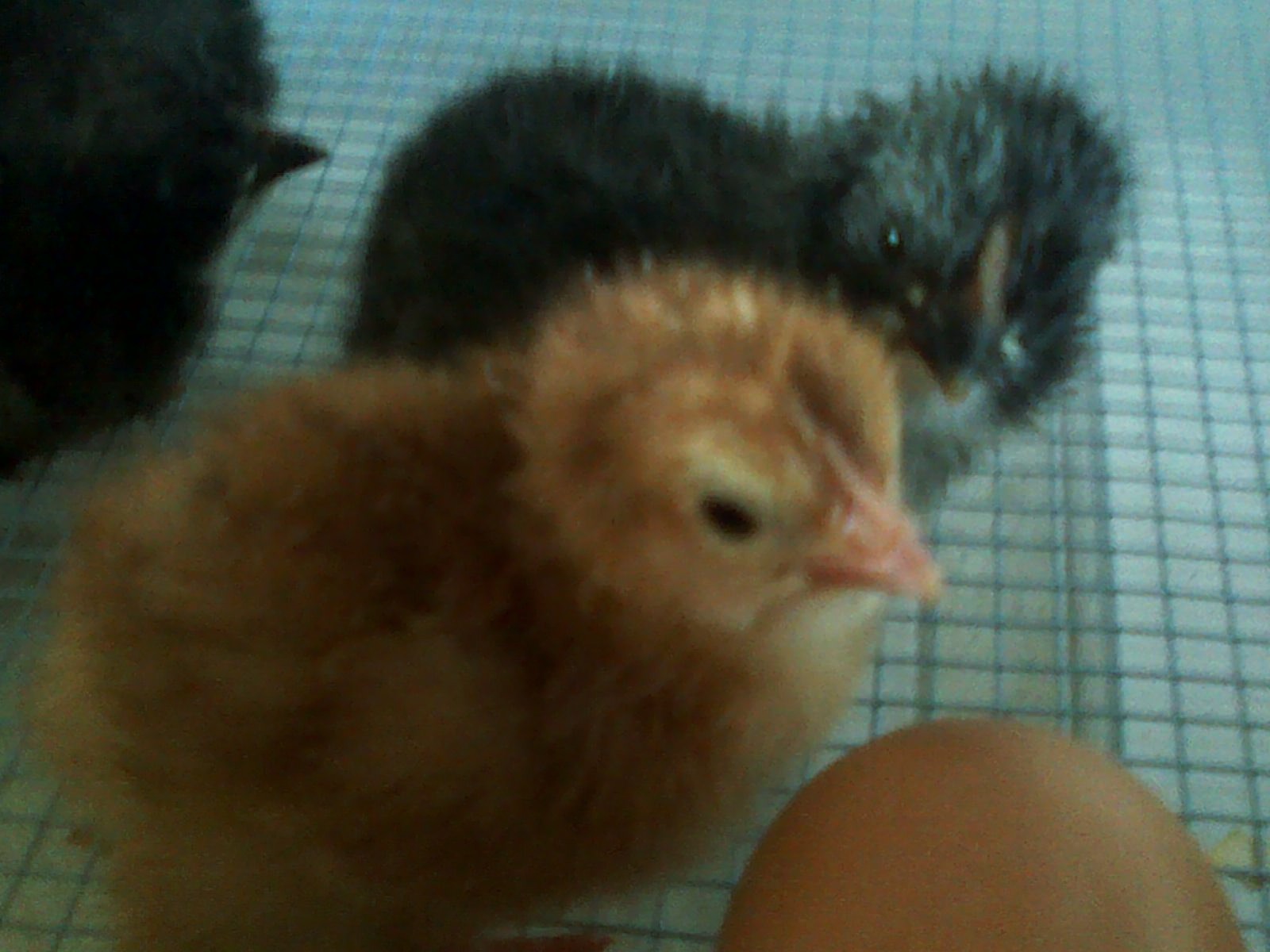 First hatch in the new bator