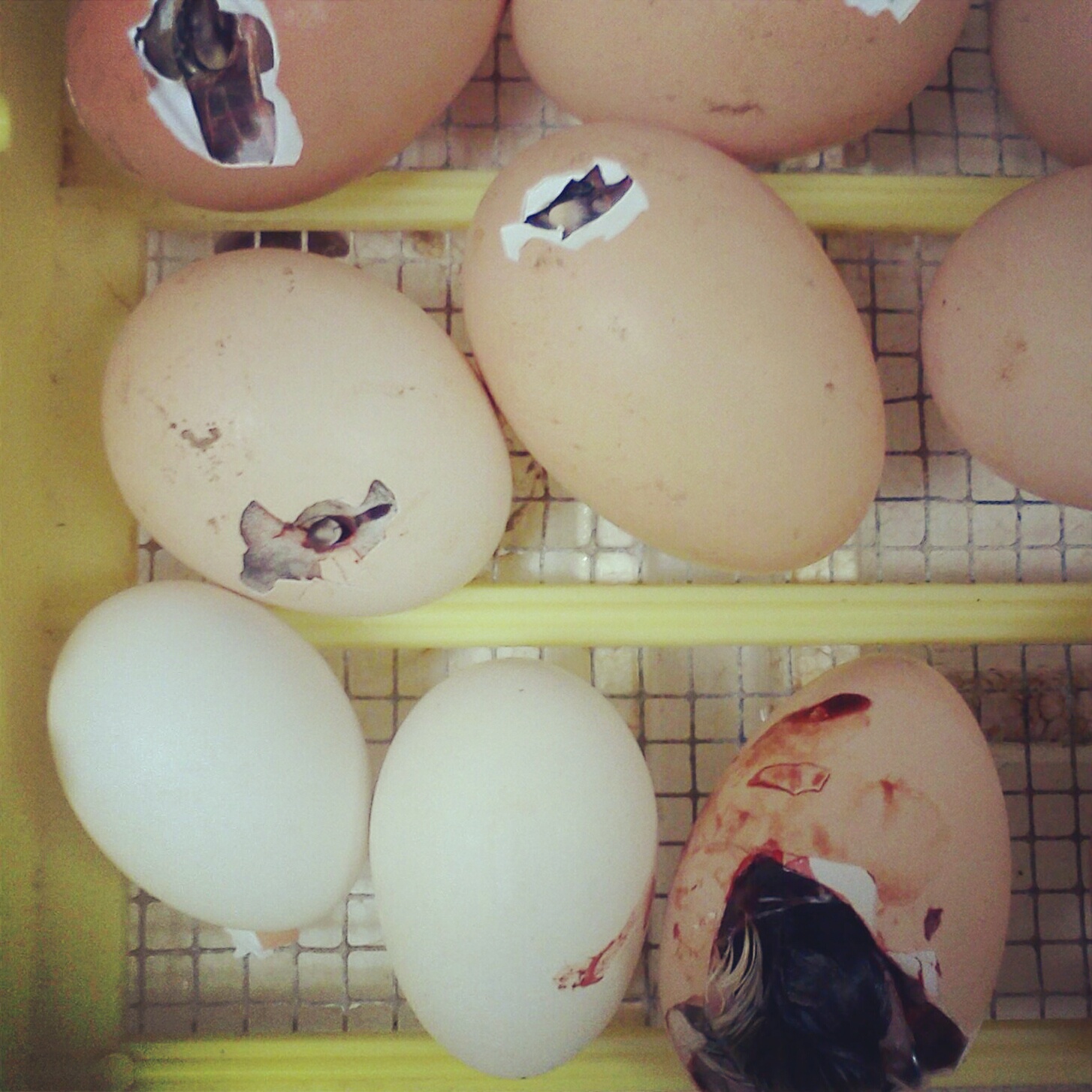 First hatch... so excited!