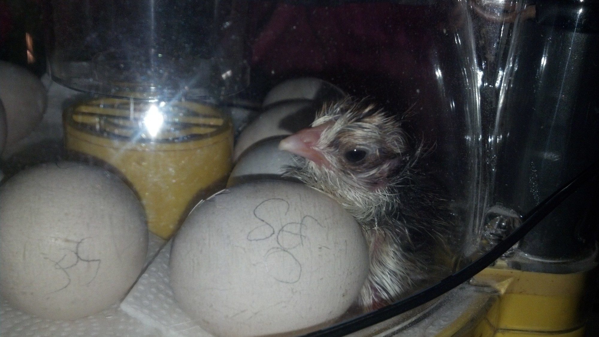 First Hatched 10/10/13