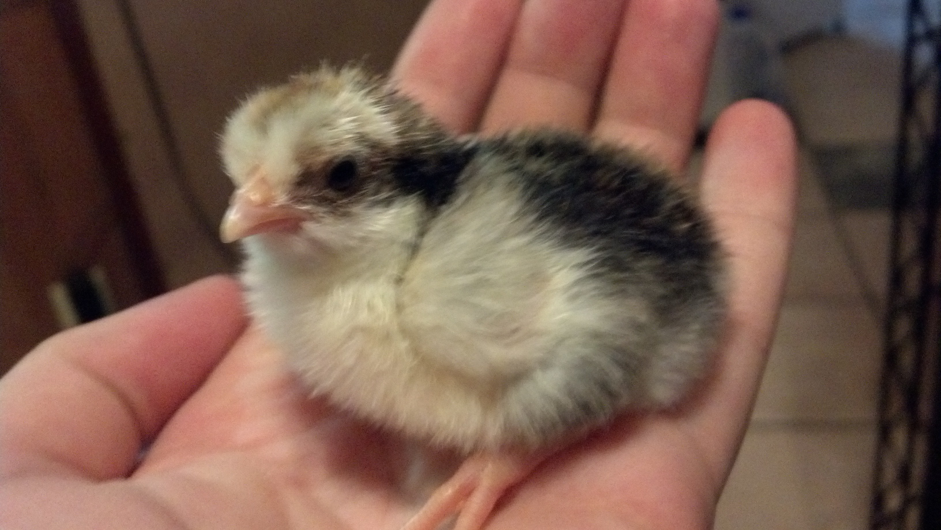 First hatched - my fav