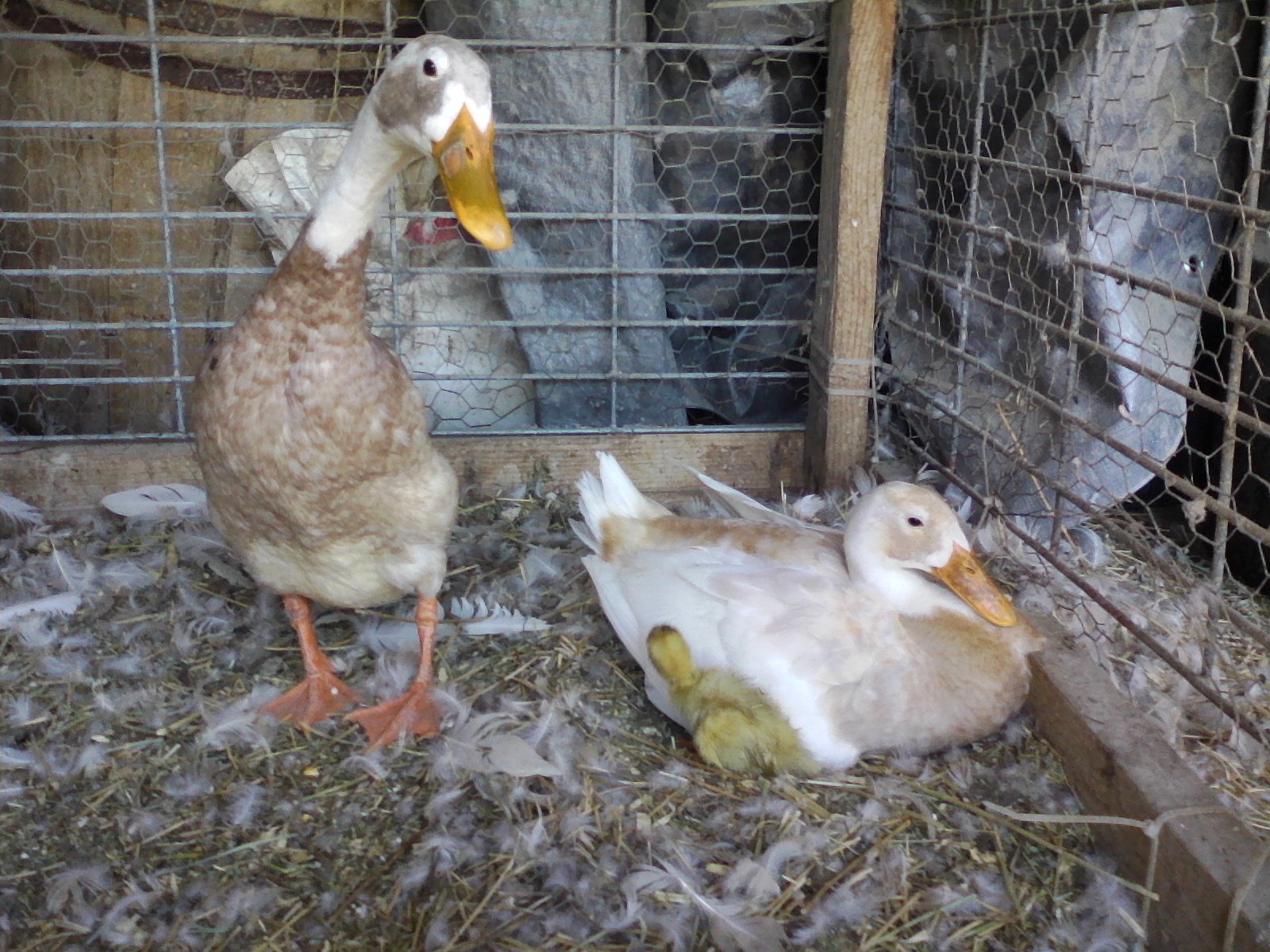 First hatched. Proud Parents