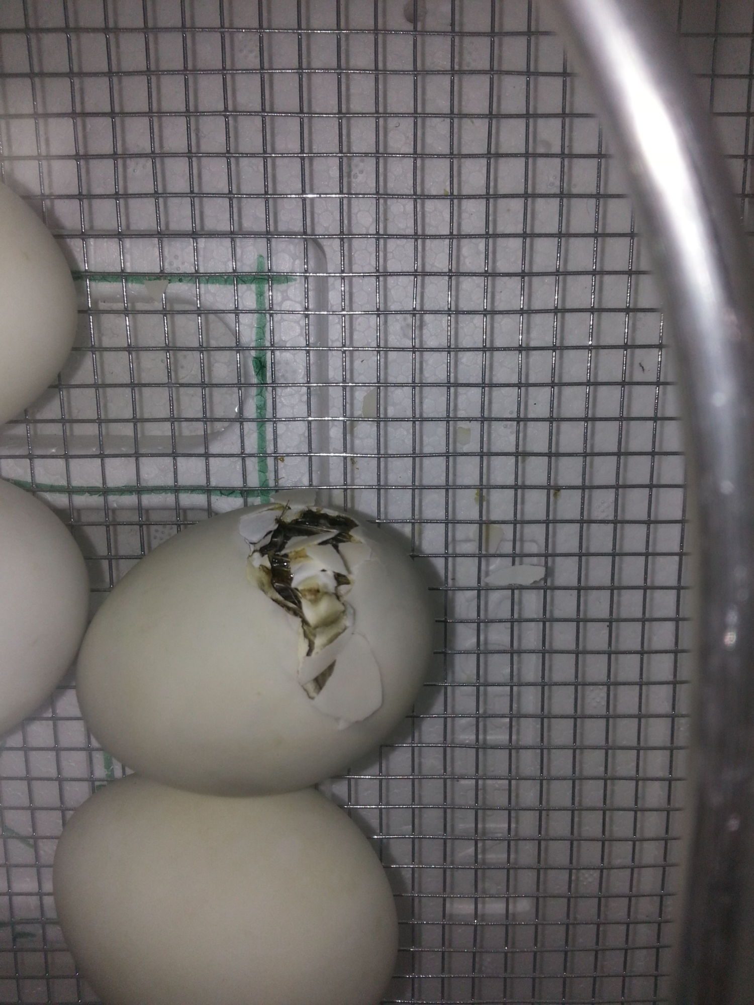 First Hatching
