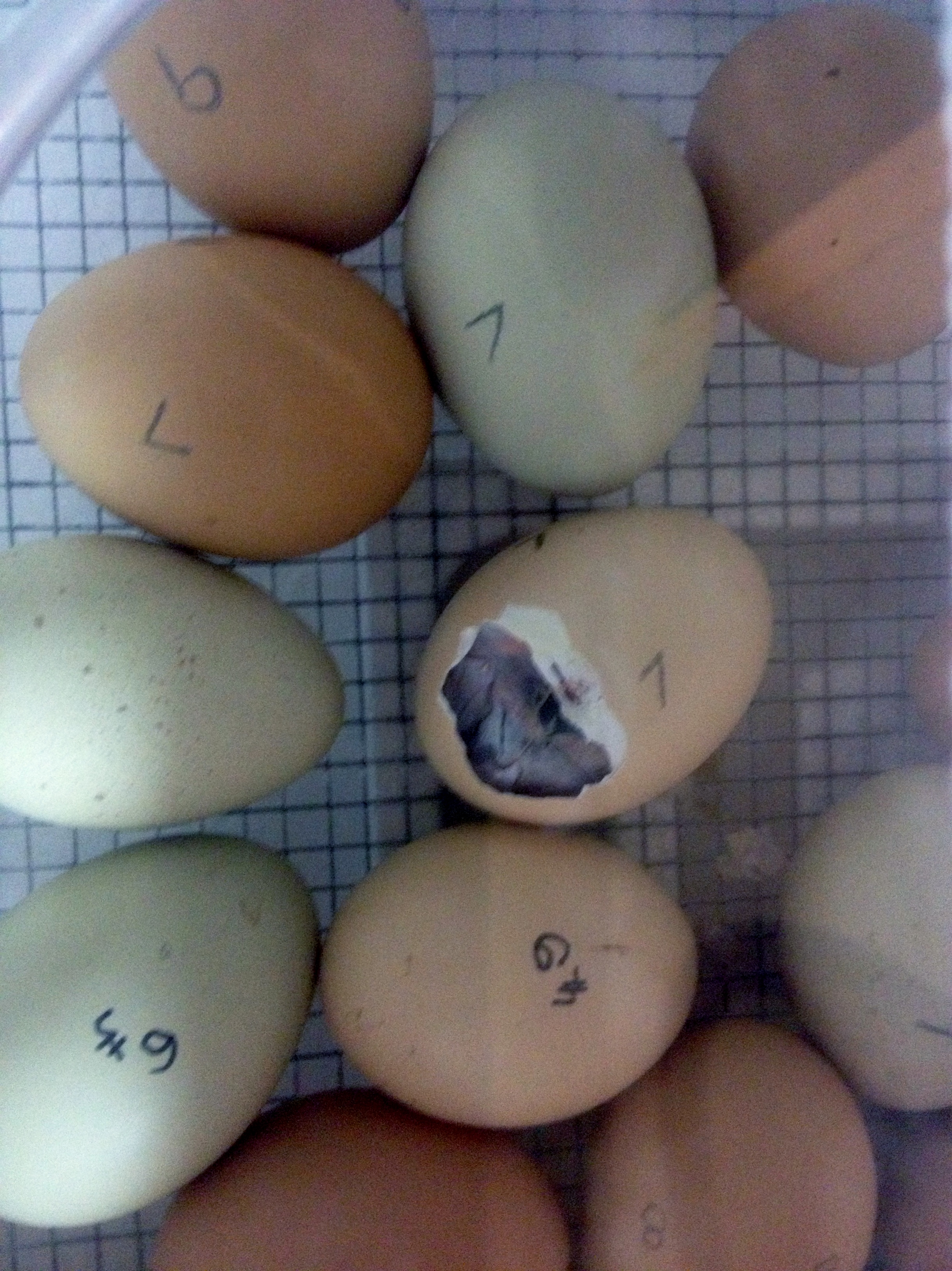 First Hatching!