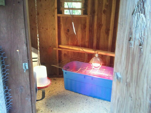 First home for chicks