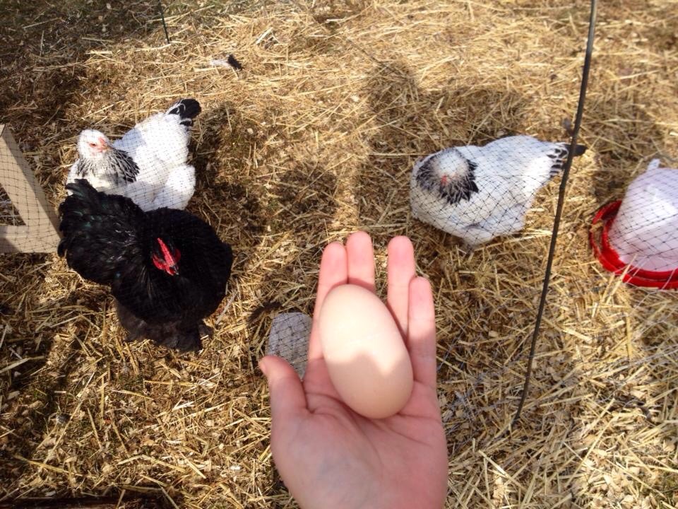 First light brahma egg!!